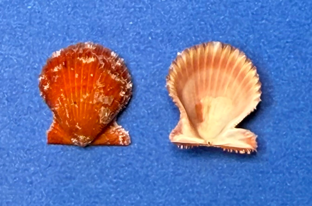 Lindapecten muscosus Red Orange Matched Pair Dry Tortugas 15.3mm