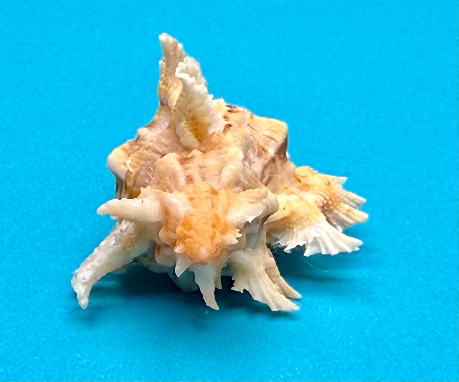 Chicoreus riverai – Dry Tortugas – 44.7mm – F+++ w/o