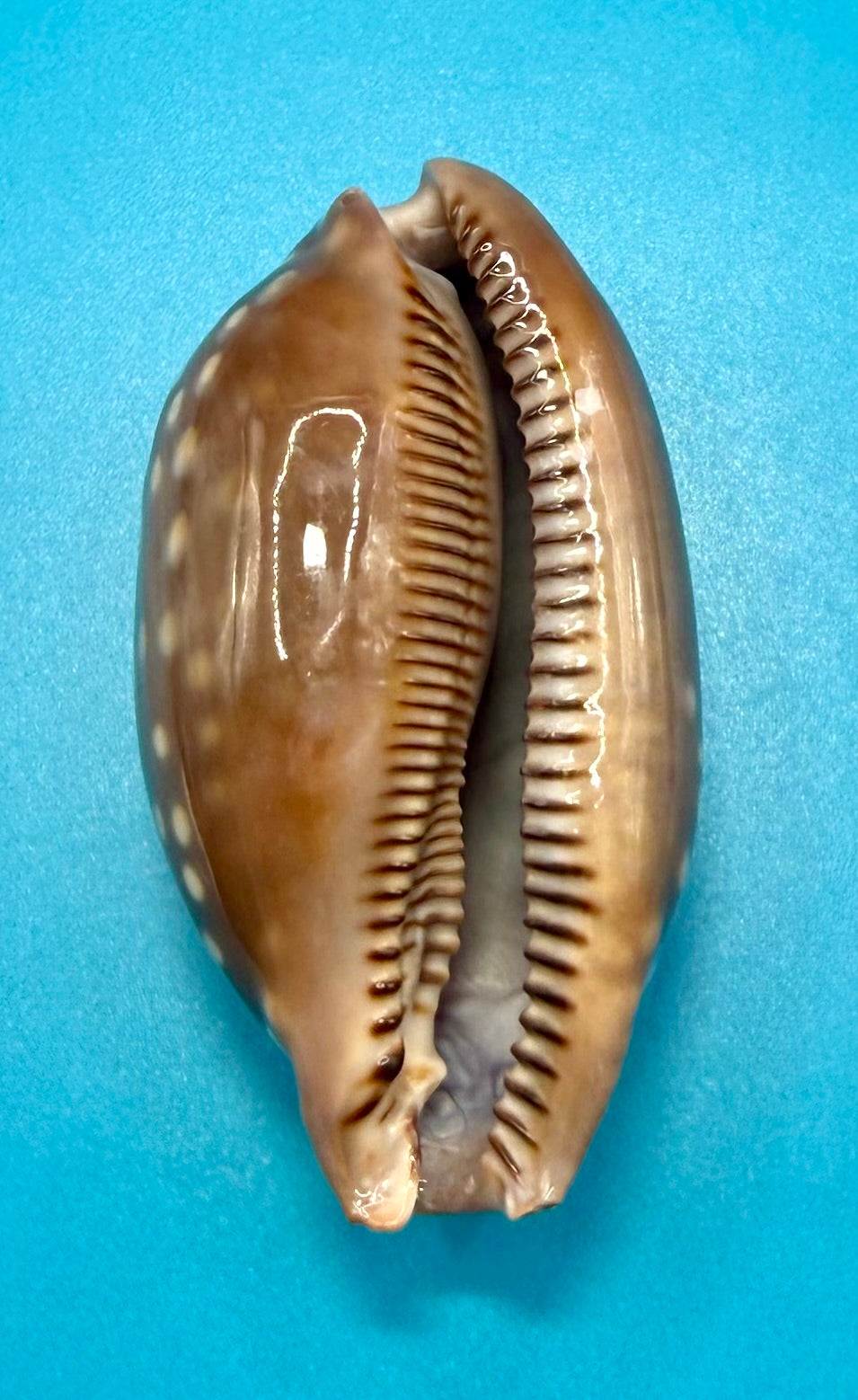 Macrocypraea zebra 81.3mm – Dry Tortugas – Rivera Coll.