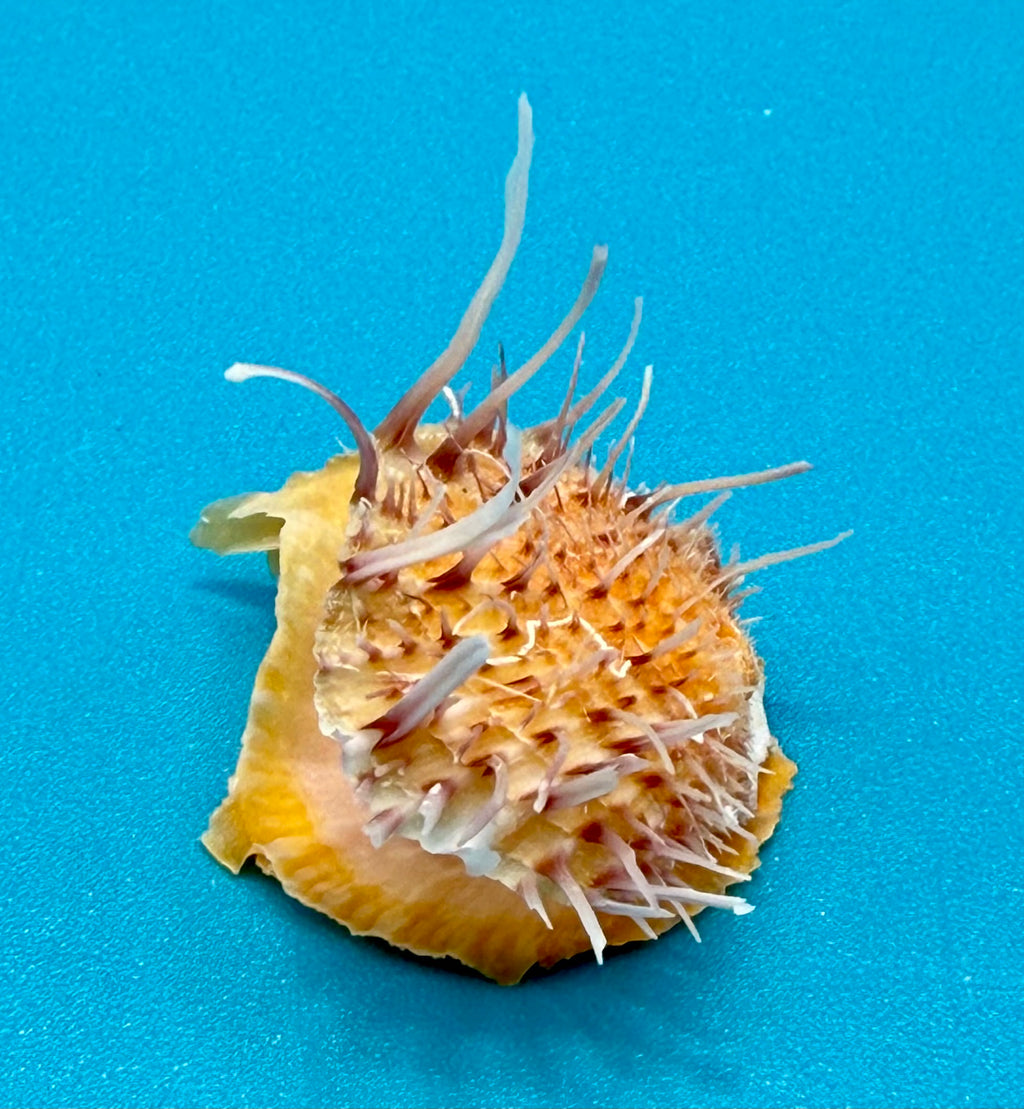 Spondylus americanus – Pulley Ridge – Juvenile – 24.8 mm