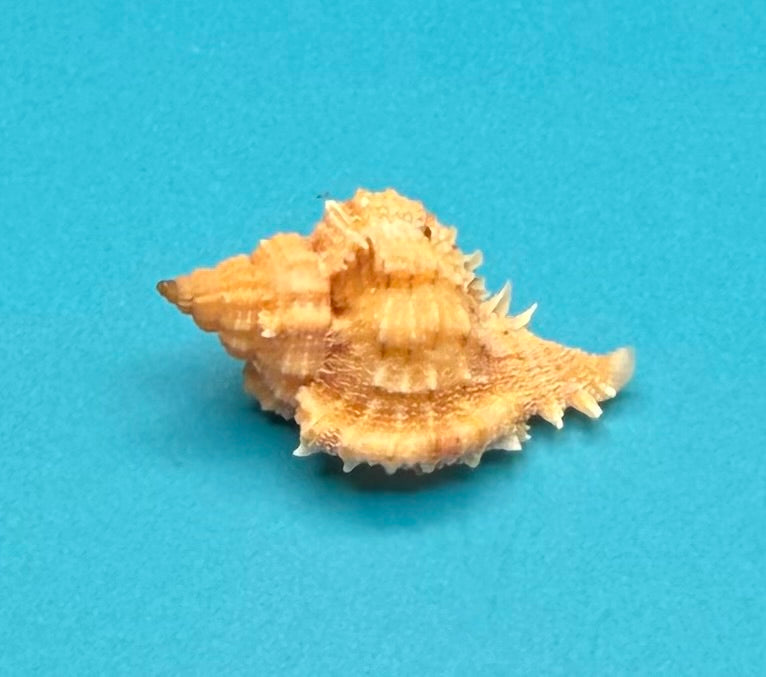 Phyllonotus whymani – Pulley Ridge, Dry Tortugas – 29.4 mm – Rare Deepwater Muricid