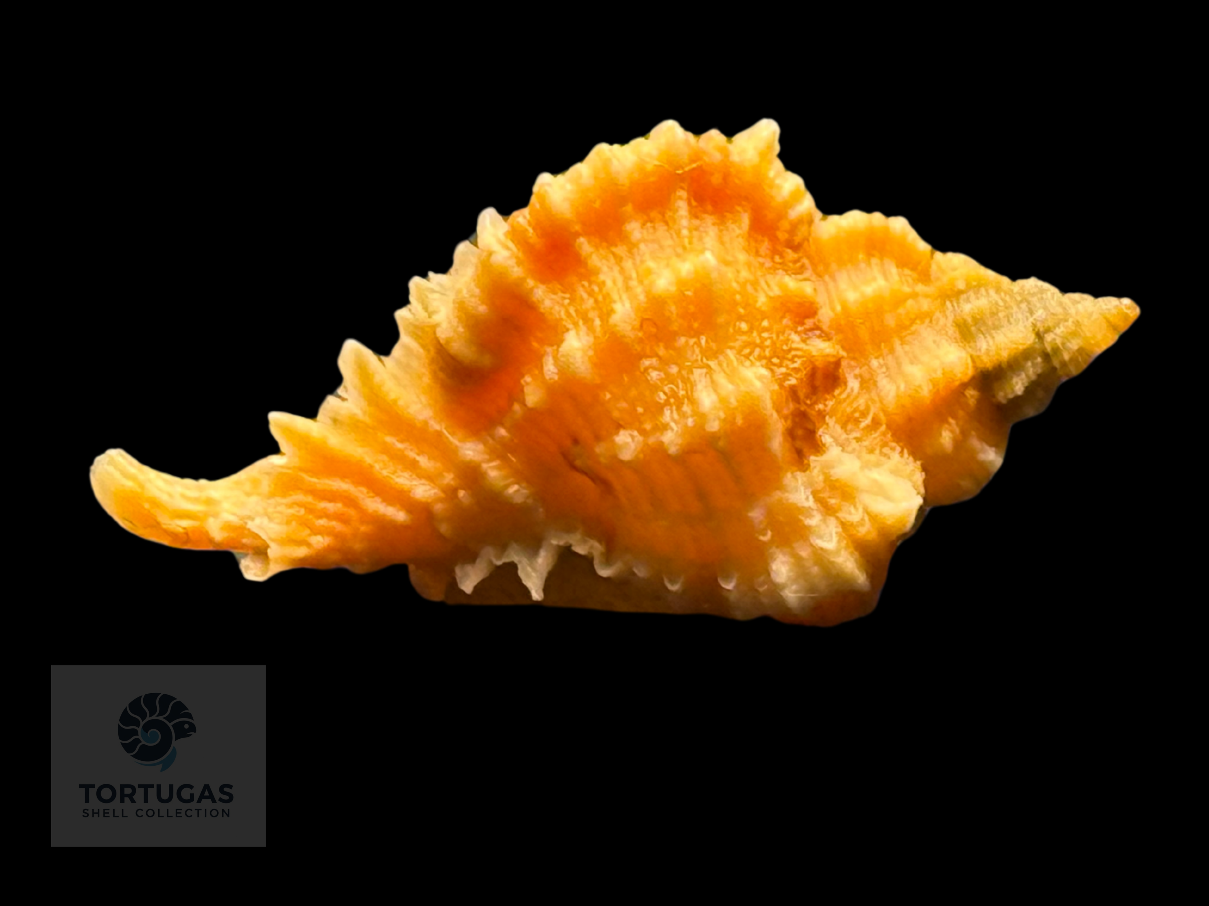 Phyllonotus whymani Petuch & Sargent, 2011 TSC#0789
