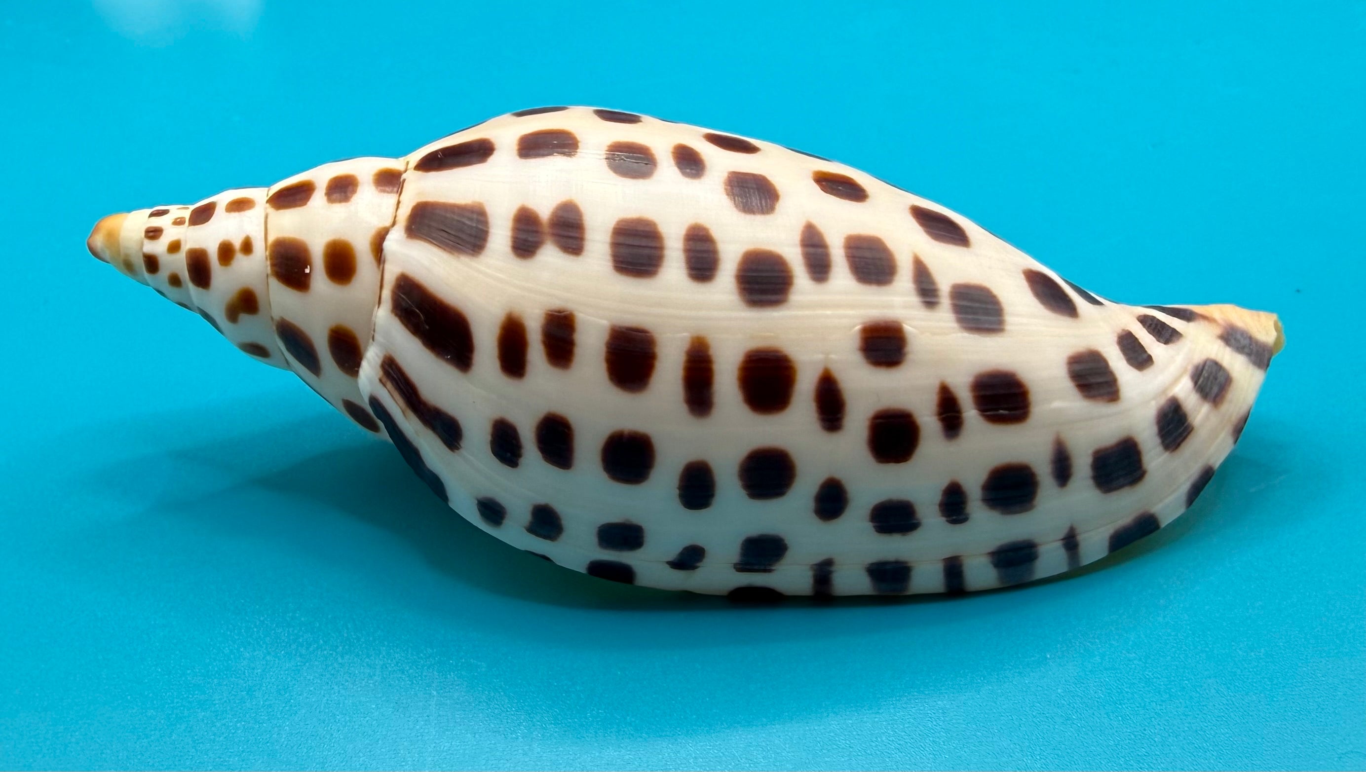 Scaphella mercedesae 116.8mm – Recently Described 2026 – Named for My Mother – Tortuga Terrace – Rivera Coll.