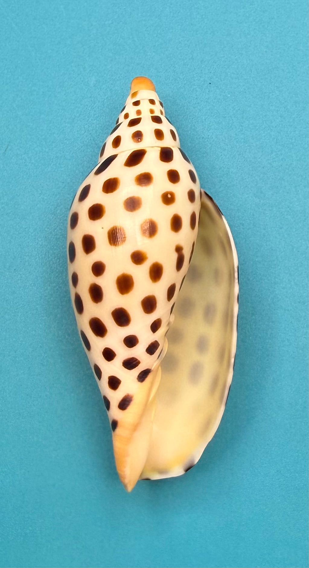 Scaphella mercedesae – Dry Tortugas Volute – 95.2 mm – Recently Described