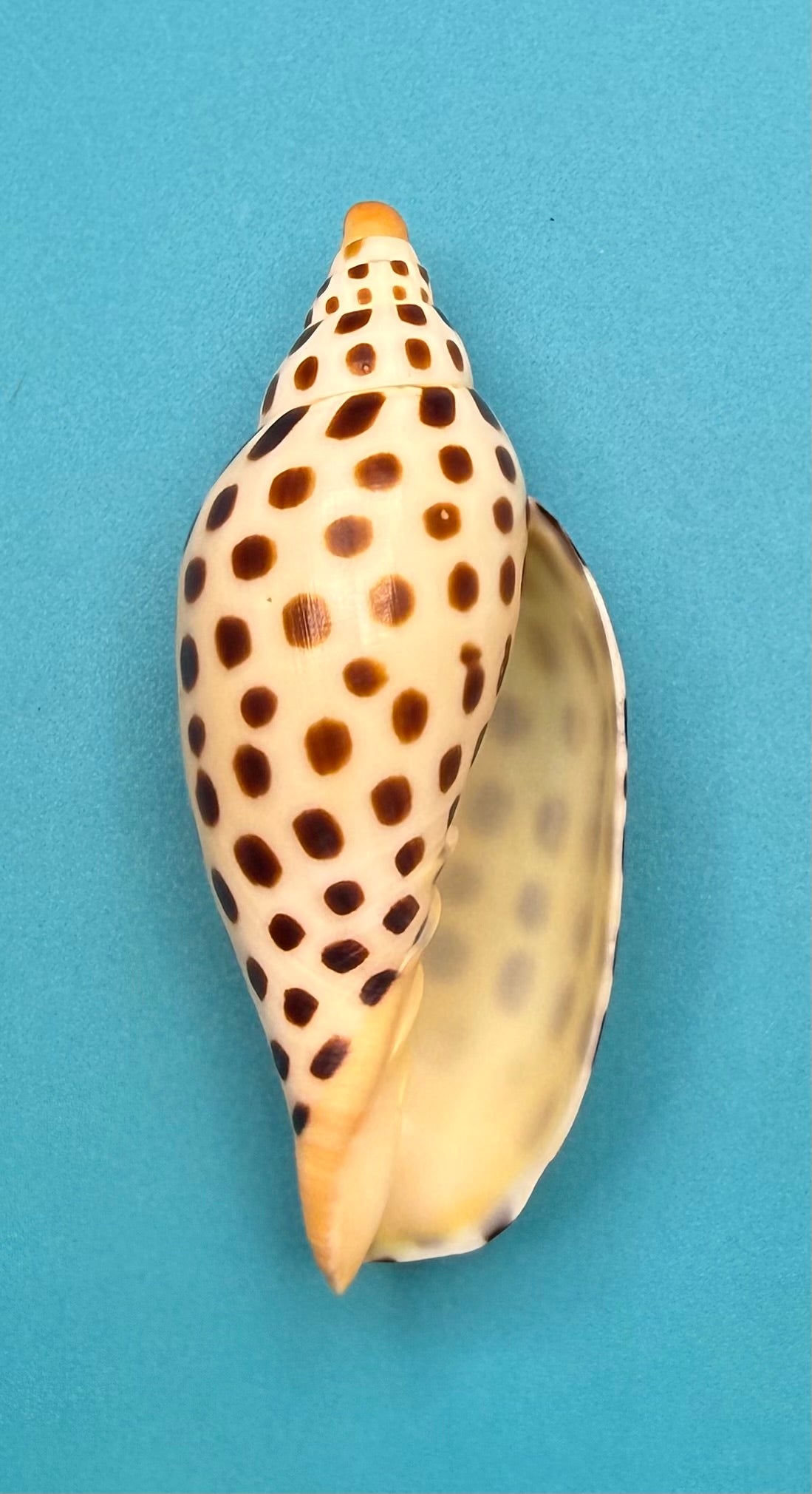 Scaphella mercedesae – Dry Tortugas Volute – 95.2 mm – Recently Described