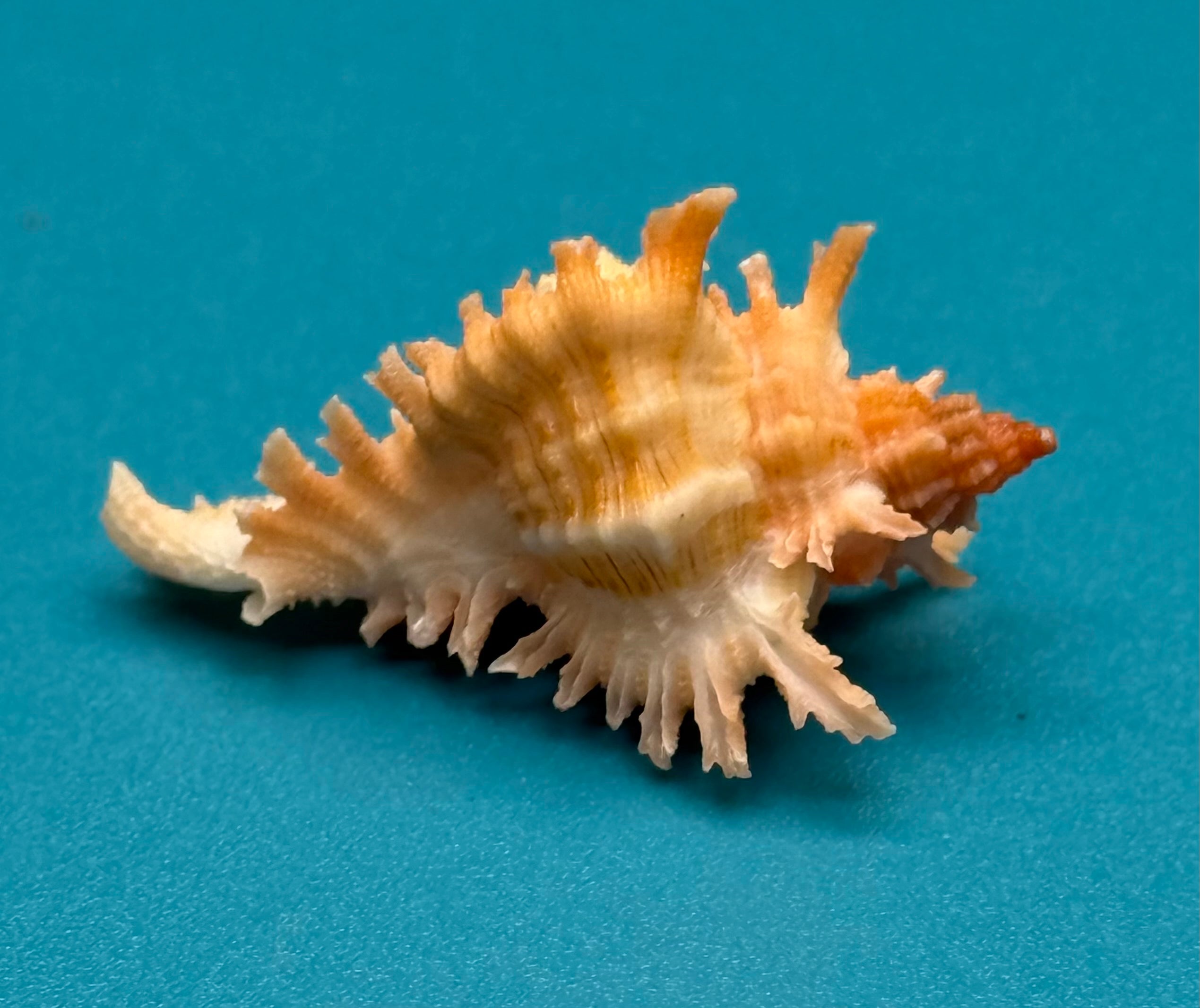 Chicoreus riverai – Pulley Ridge – 33.4mm – Named Species – F+++ w/o