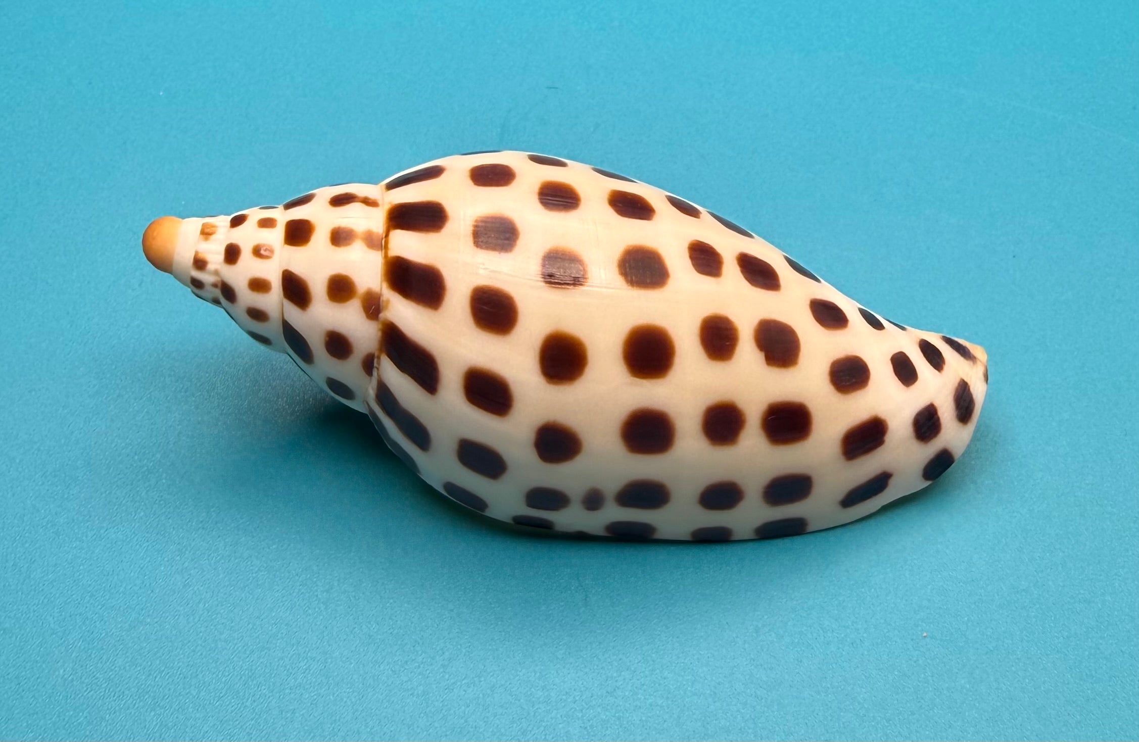 Scaphella mercedesae – Dry Tortugas Volute – 95.2 mm – Recently Described
