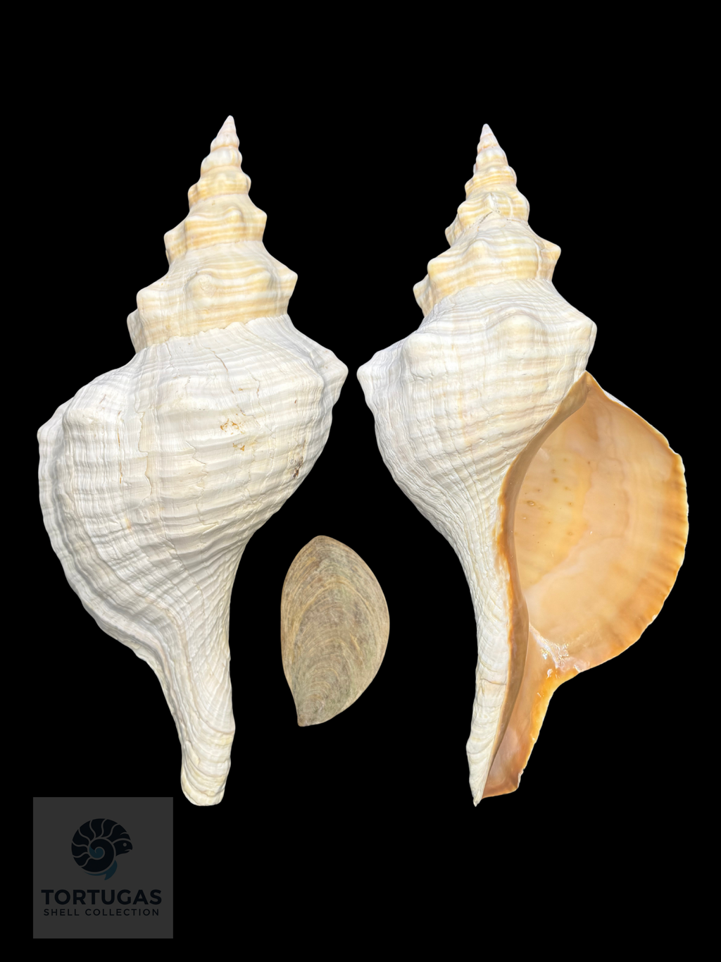 Triplofusus giganteus – Horse Conch – 17.24” (438 mm) – Operculum Included