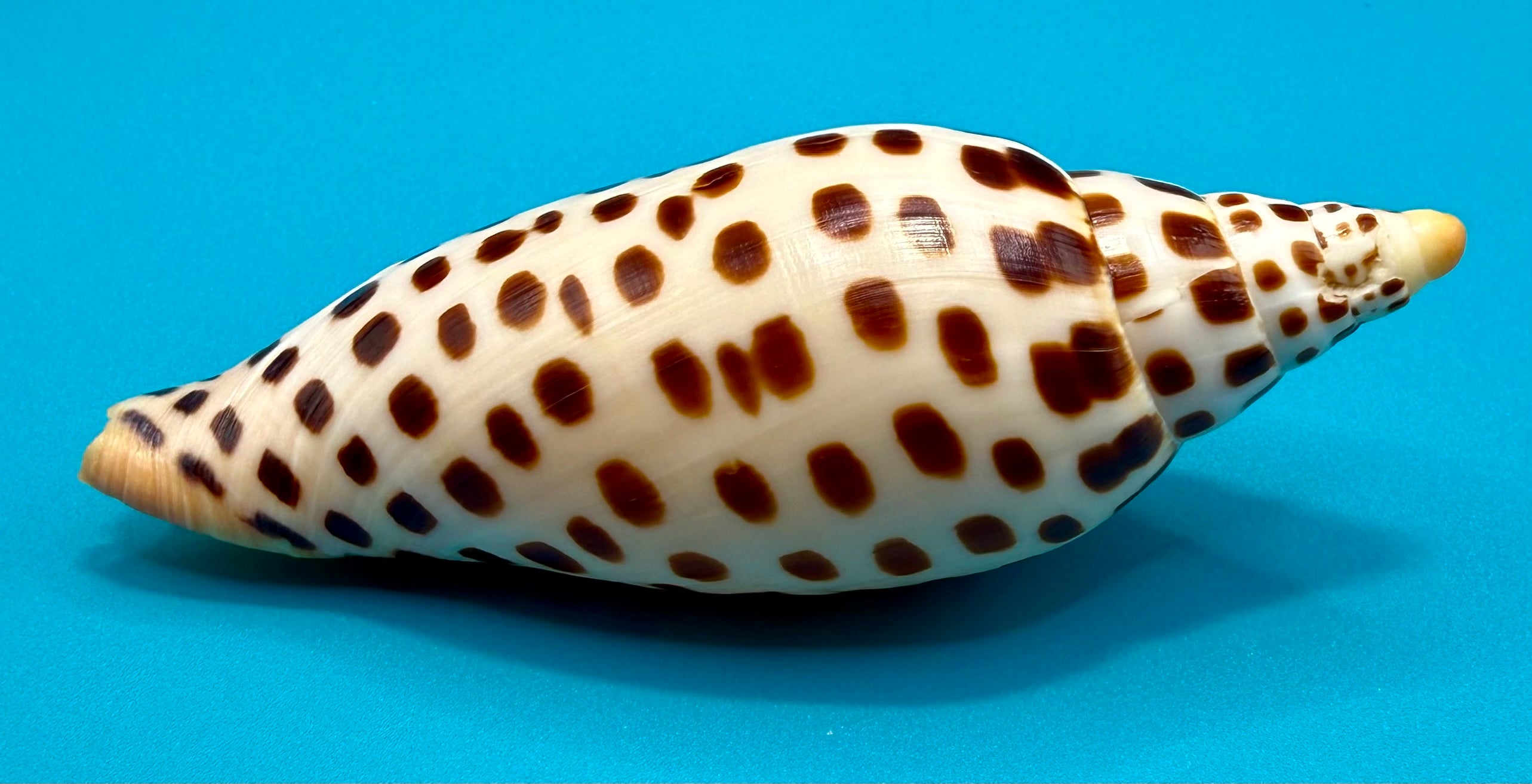 Scaphella mercedesae Petuch & Berschauer, 2026 – 125.6mm | Recently Described Species | Tortugas Shell Collection