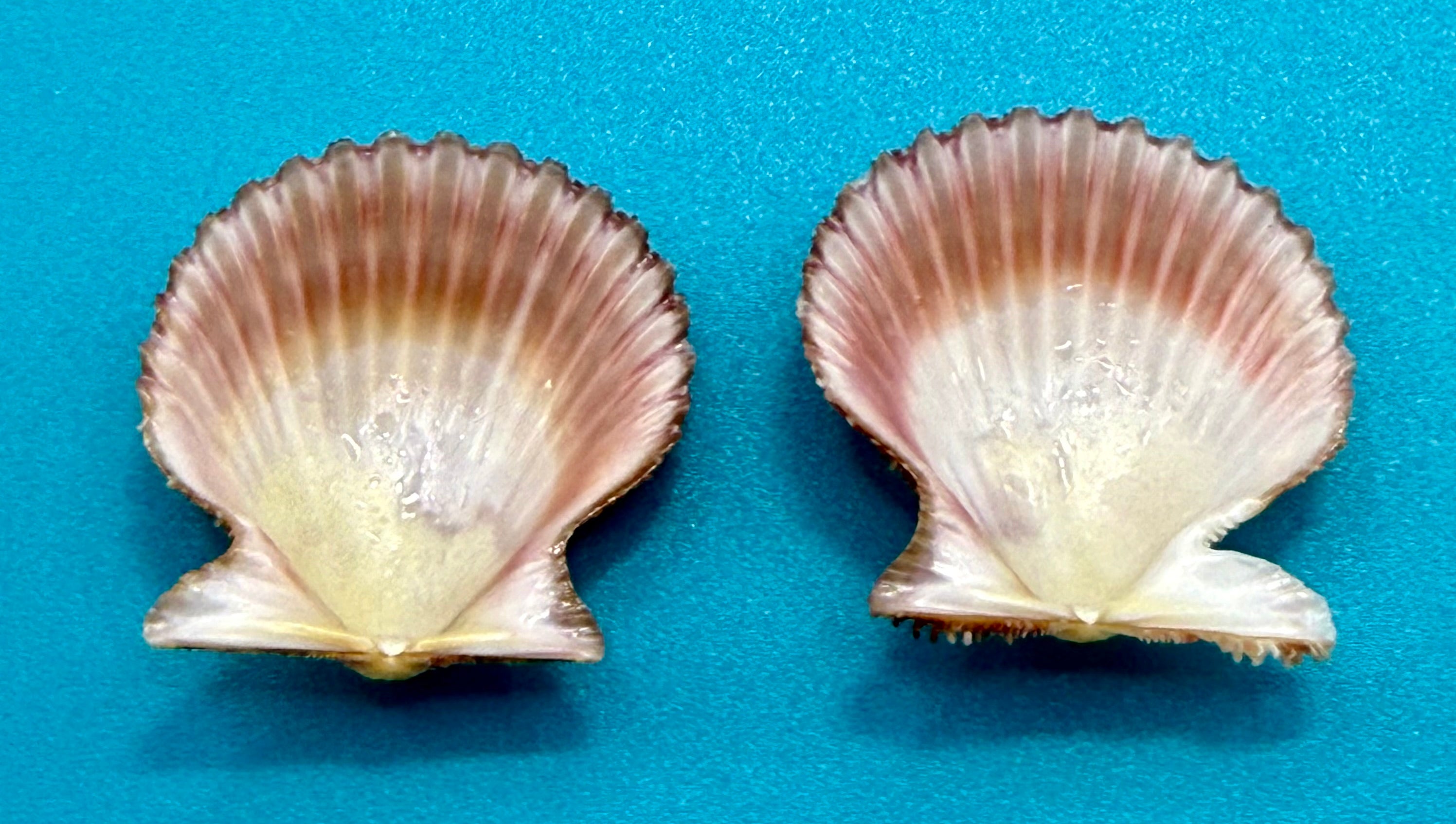Lindapecten muscosus (W. Wood, 1828) – Pair 30.5mm - Pink Form -Tortugas Shell Collection
