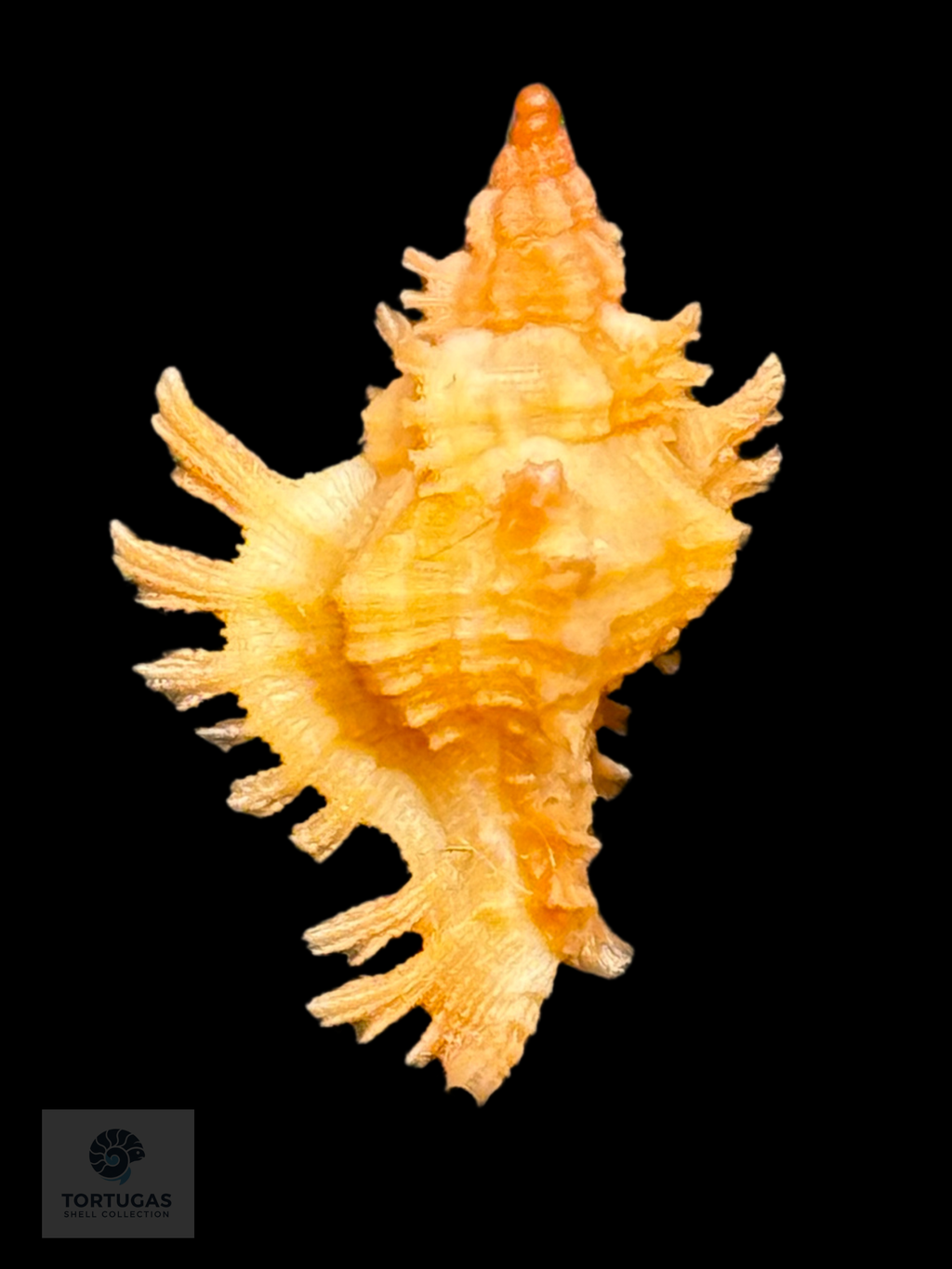 Chicoreus riverai Petuch & Berschauer, 2026 – 24.7 mm – TSC#0494MUR