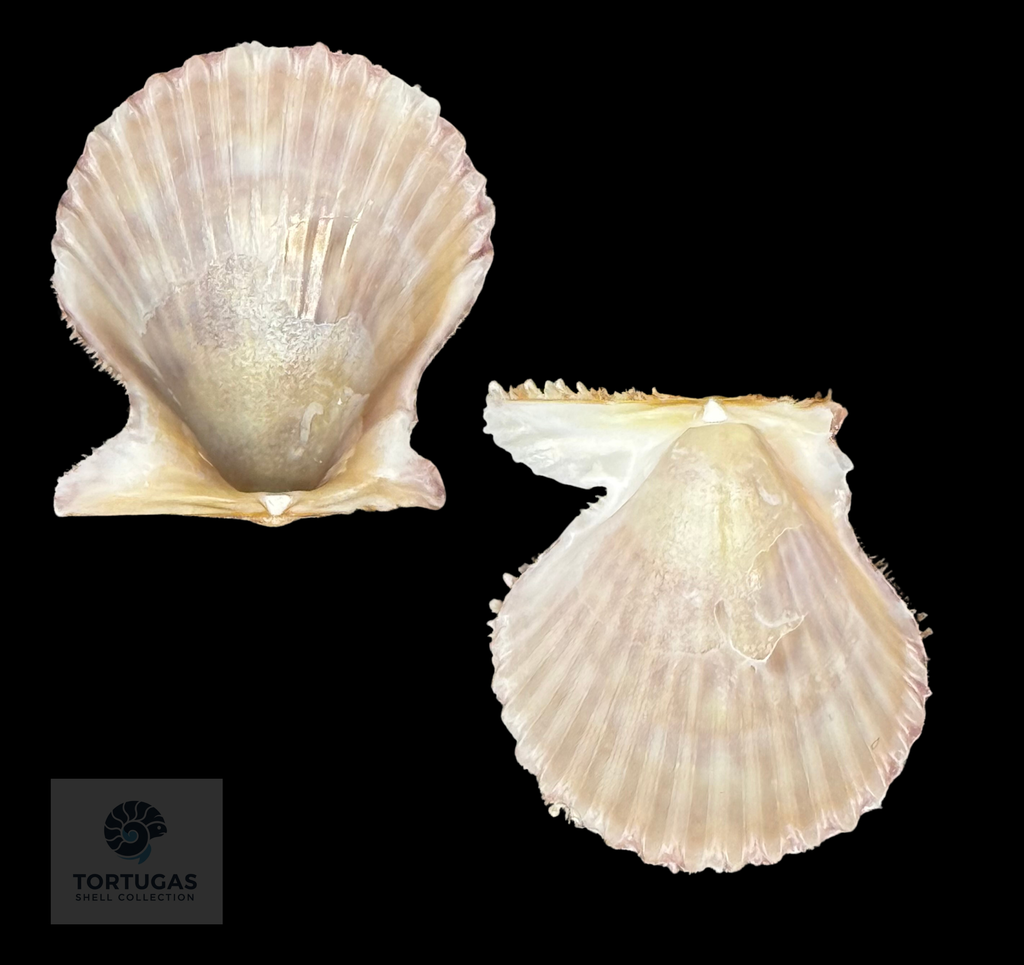 Lindapecten muscosus (W. Wood, 1828) – Matched Pair – 21.6 mm x 19.7 mm – TSC #0655PEC-TSC