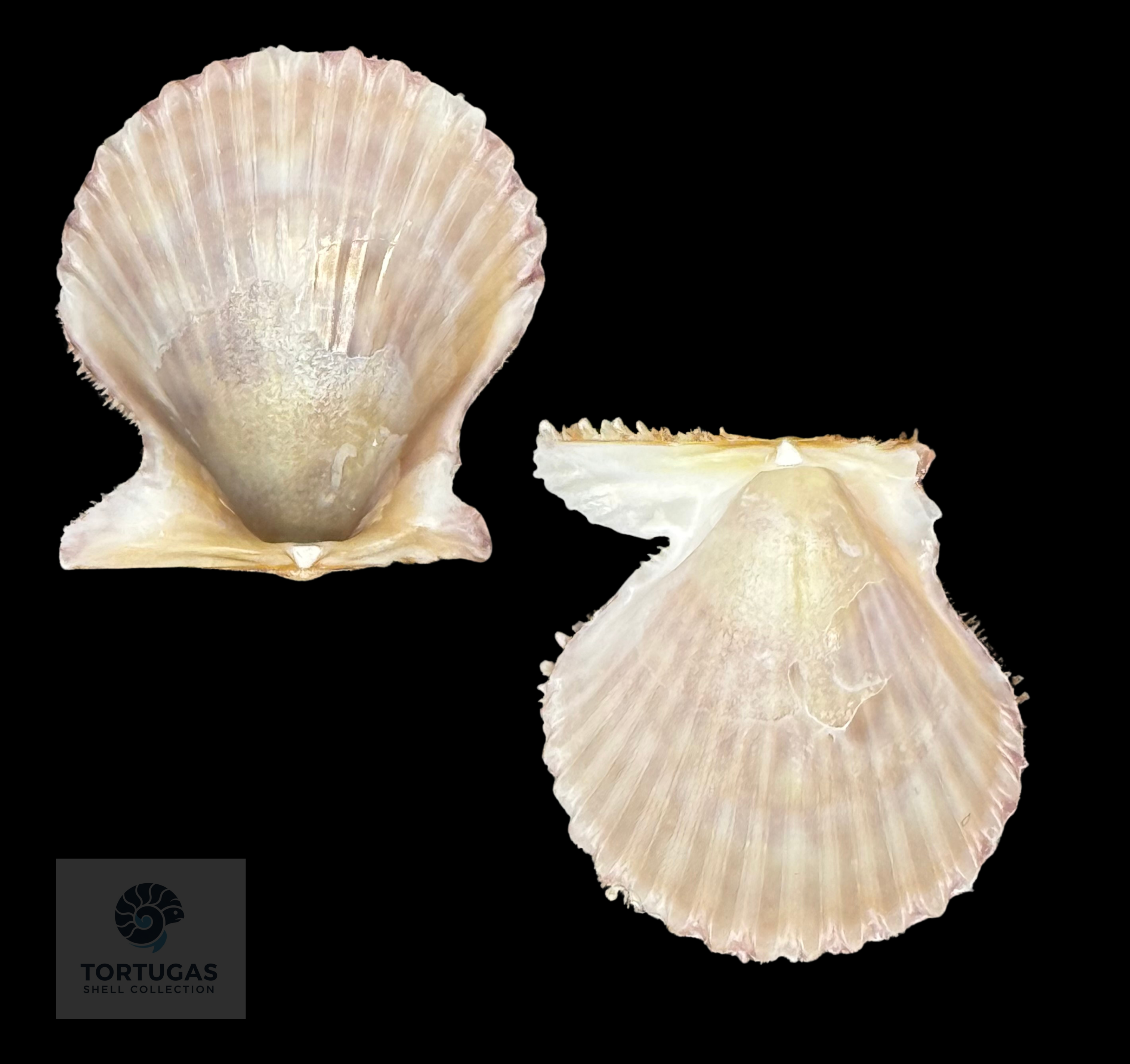 Lindapecten muscosus (W. Wood, 1828) – Matched Pair – 21.6 mm x 19.7 mm – TSC #0655PEC-TSC