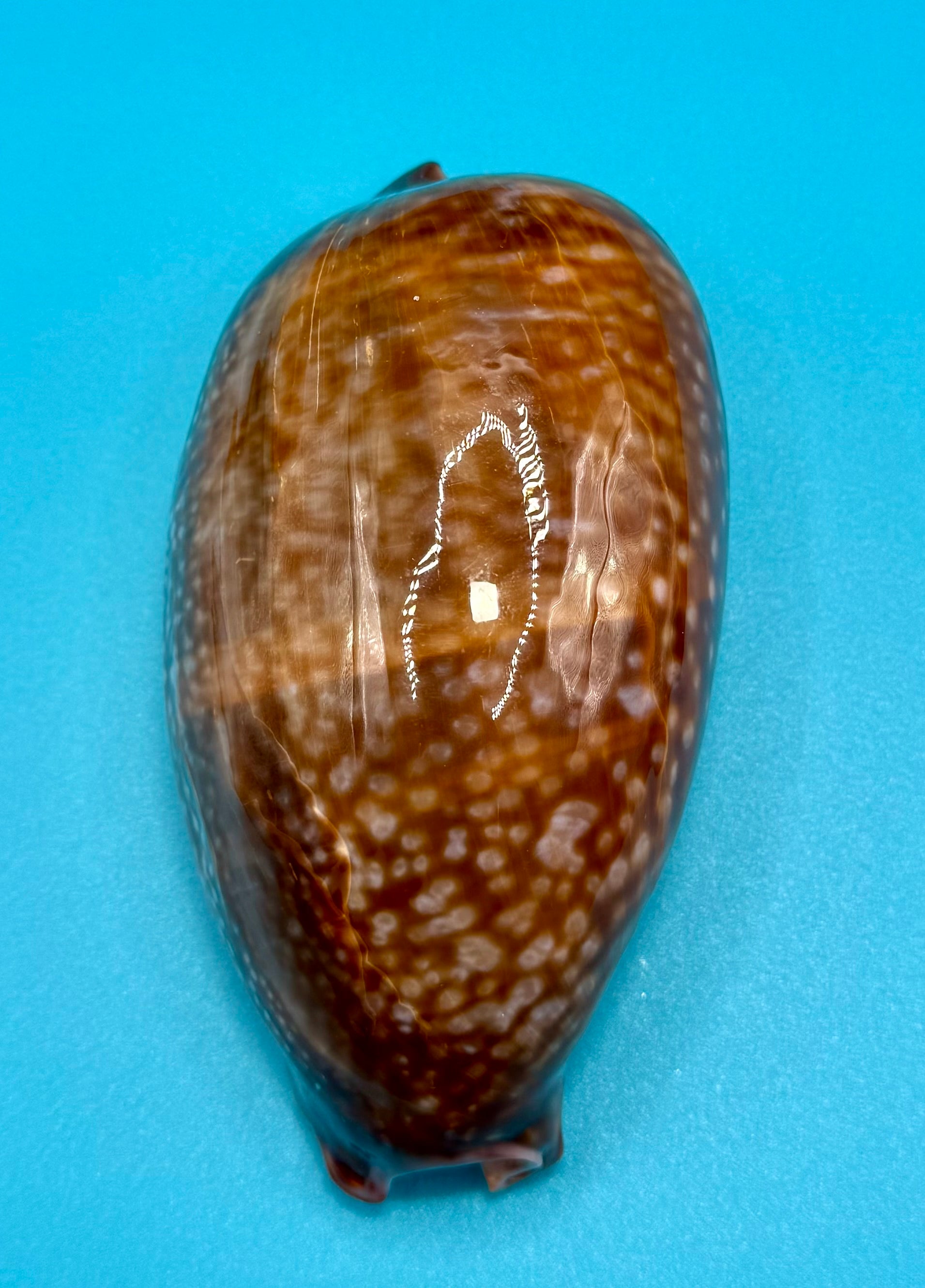 Macrocypraea cervus (Linnaeus, 1771) — 130mm | Dry Tortugas, FL | Tortugas Shell Collection