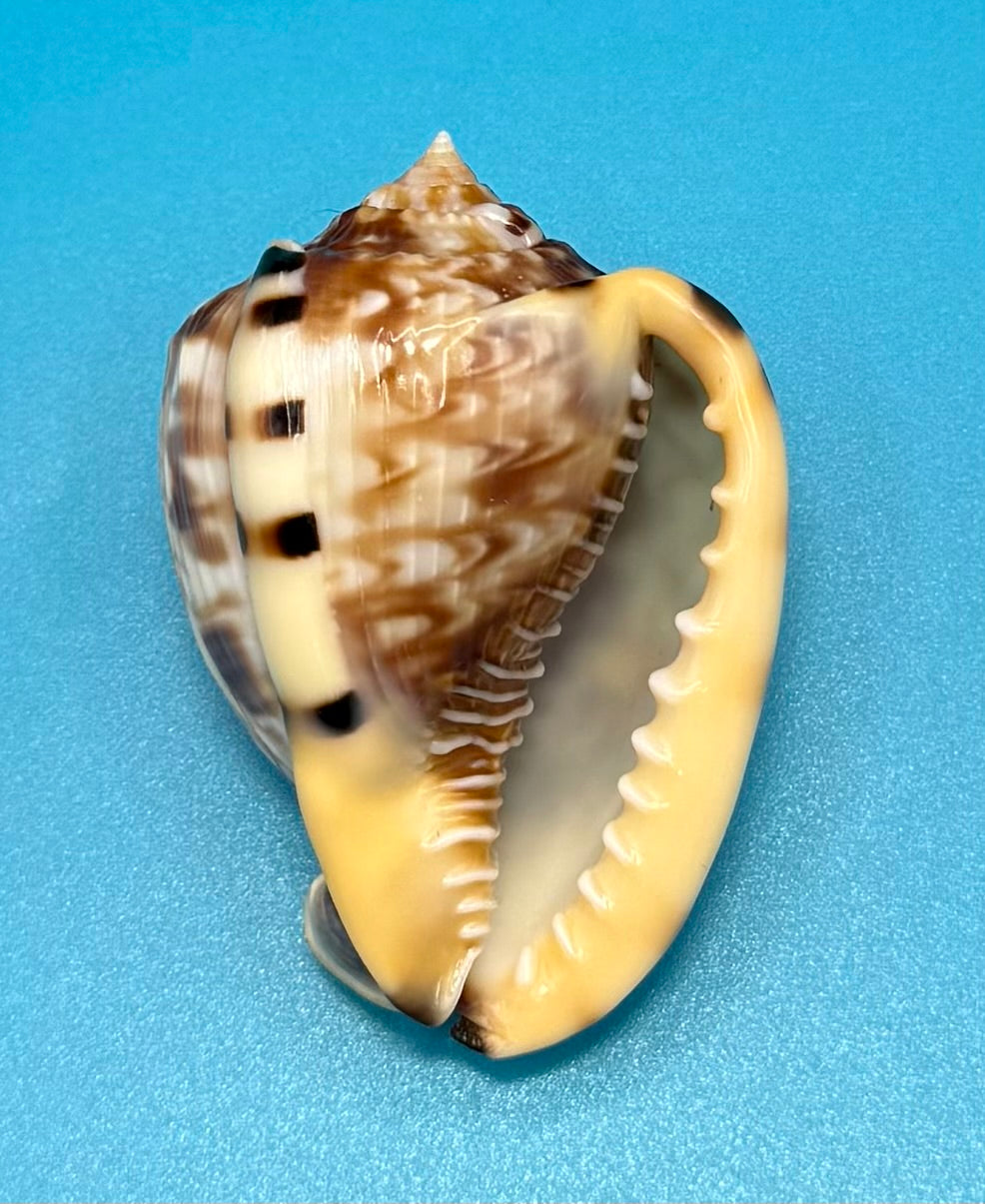 Cassis flammea 60.6mm – Dry Tortugas – Rivera Coll.