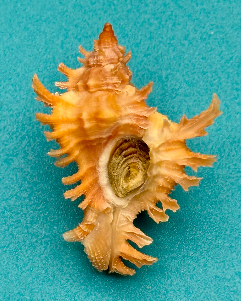 Chicoreus rachelcarsonae – Pulley Ridge – 32.4mm – Rare Orange Form – F+++ w/o