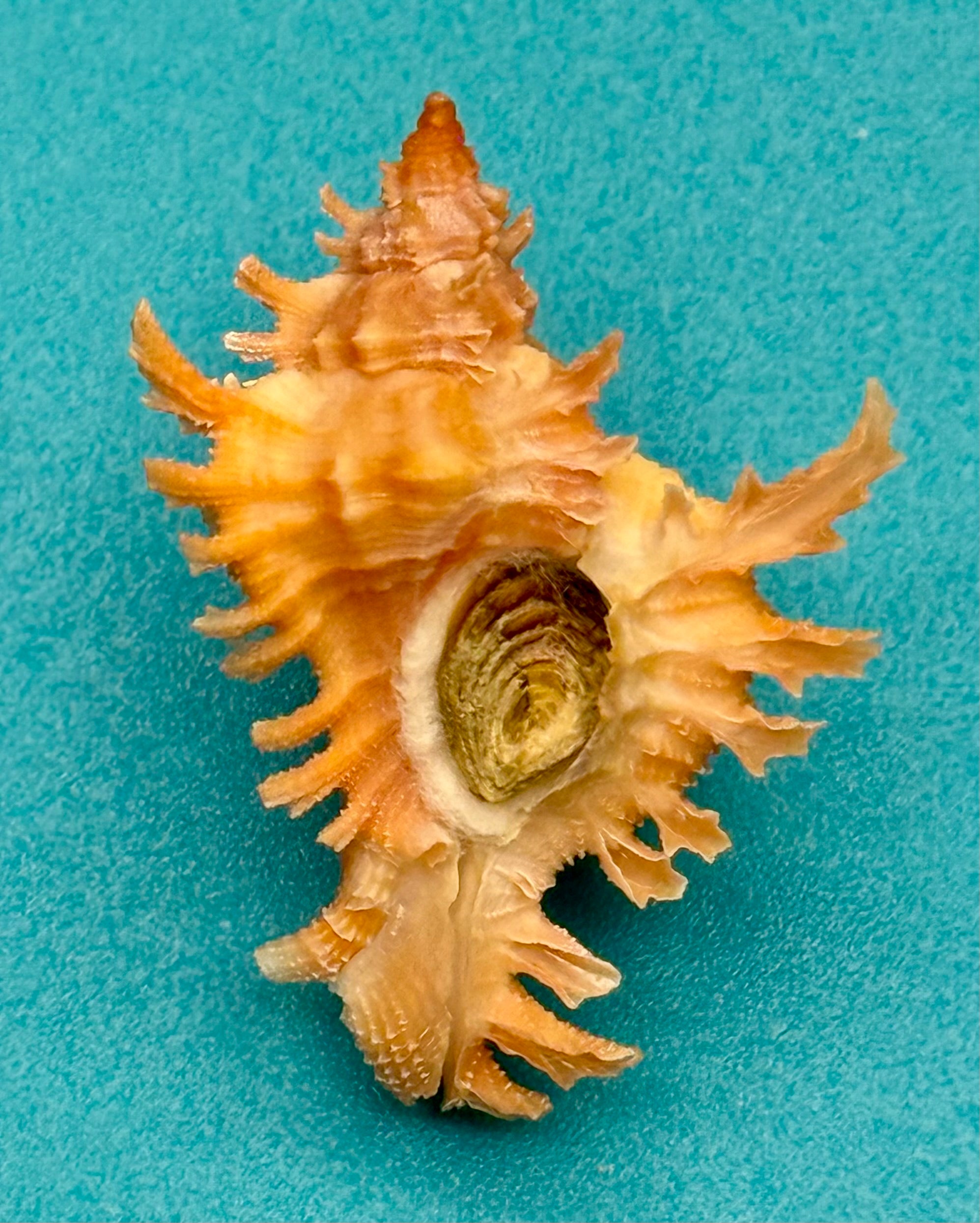 Chicoreus rachelcarsonae – Pulley Ridge – 32.4mm – Rare Orange Form – F+++ w/o
