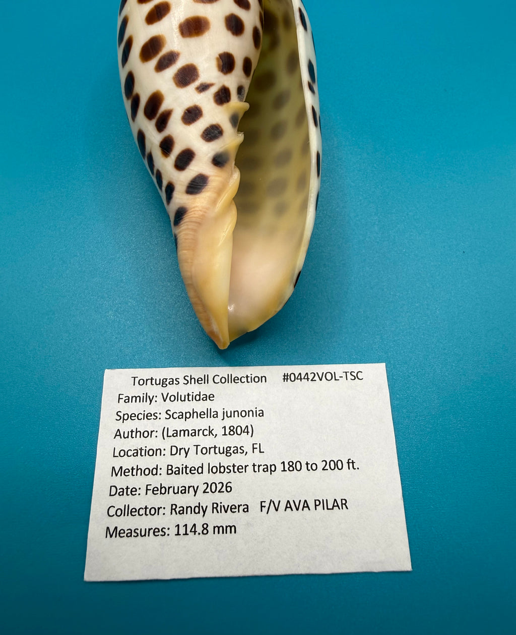 Scaphella junonia 114.8mm – Dry Tortugas Trap Collected – Tortugas Shell Collection