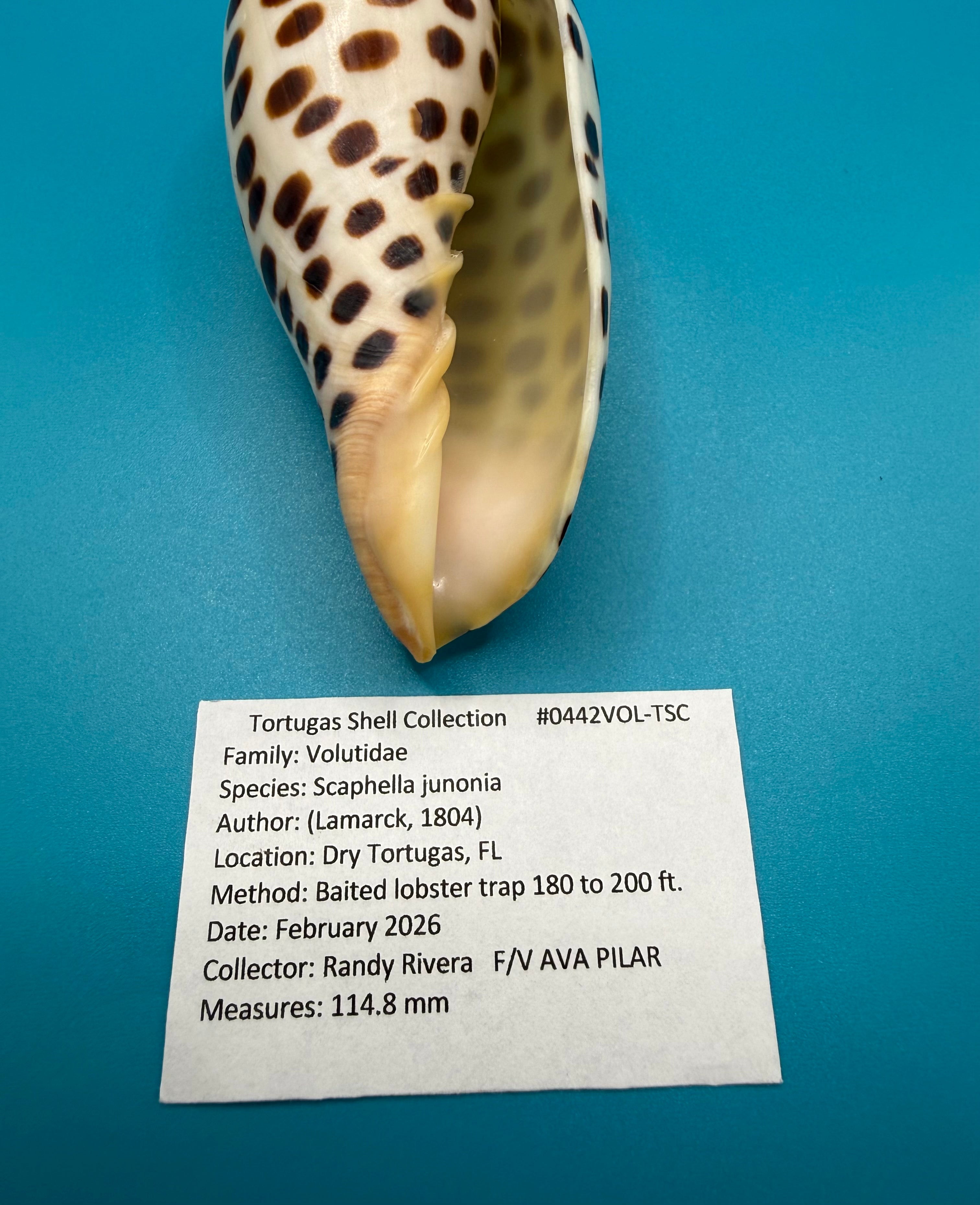 Scaphella junonia 114.8mm – Dry Tortugas Trap Collected – Tortugas Shell Collection