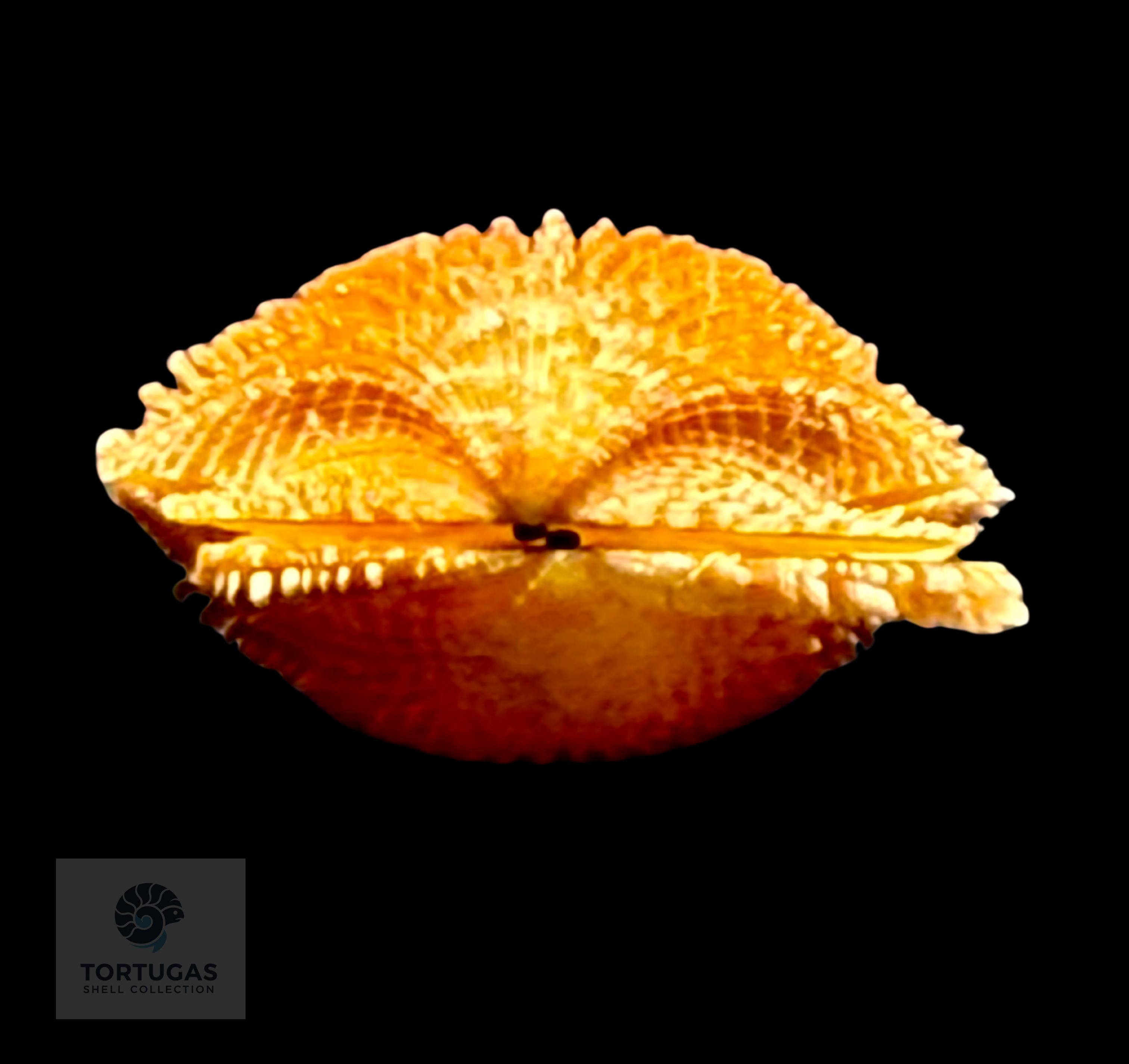 Lindapecten muscosus (W. Wood, 1828) – Matched Pair – 25.2 mm x 23.0 mm – TSC #0018PEC-TSC