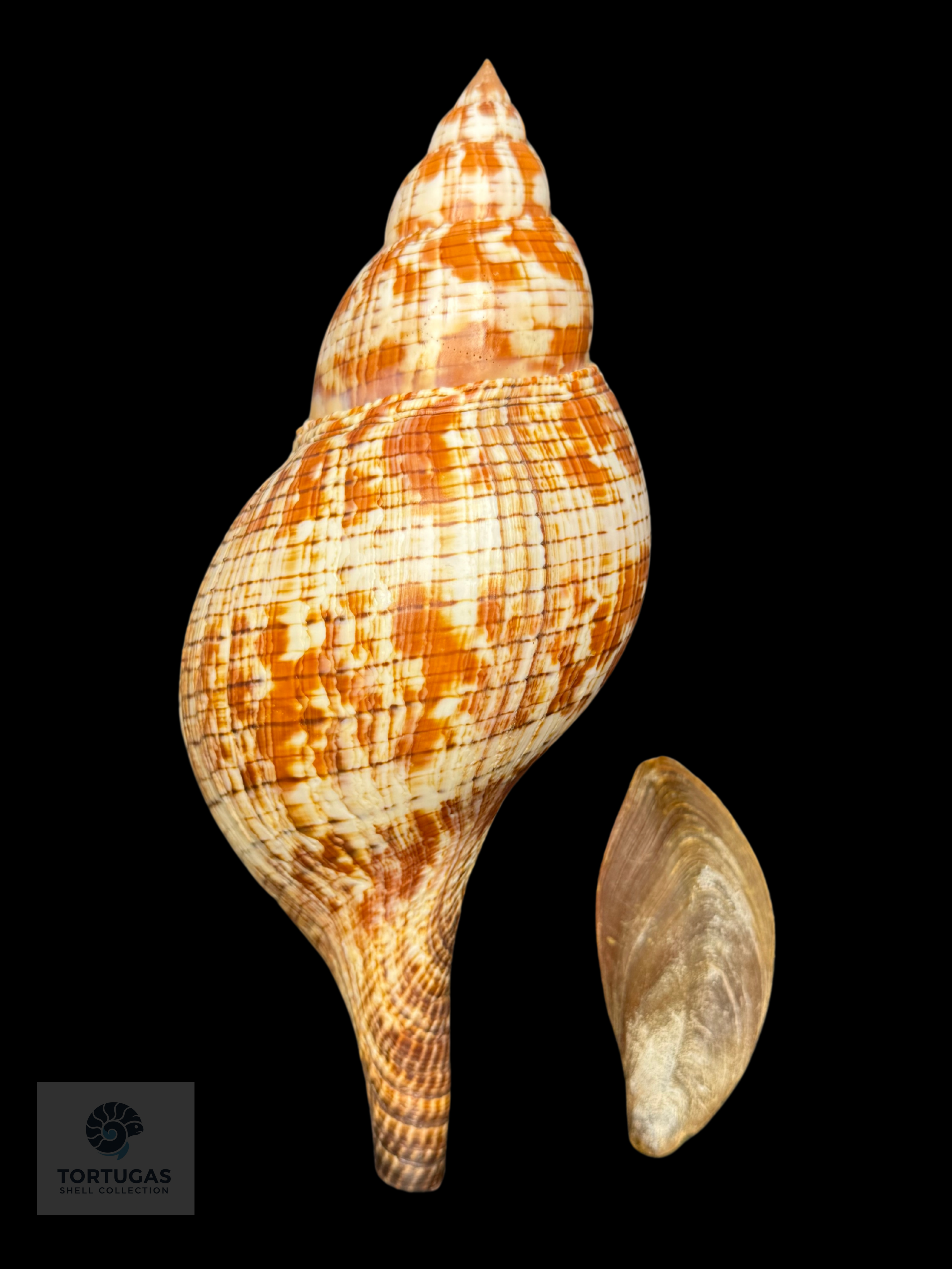 Fasciolaria tulipa (Linnaeus, 1758) – TSC #0749FAS-TSC