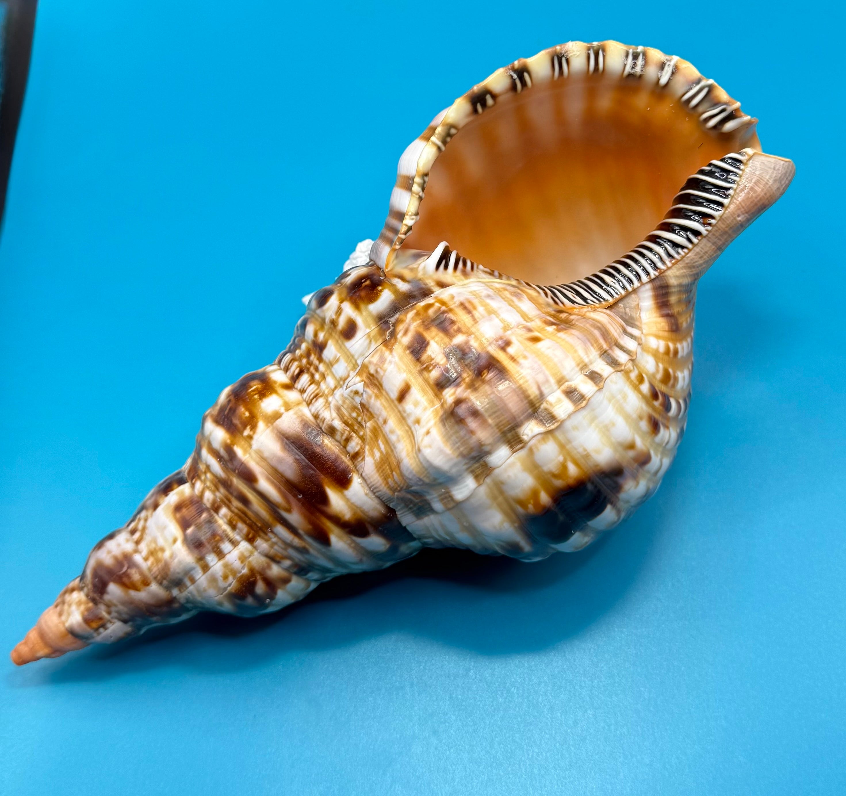Charonia variegata 266.7mm – Giant Triton – Dry Tortugas – Rivera Coll.