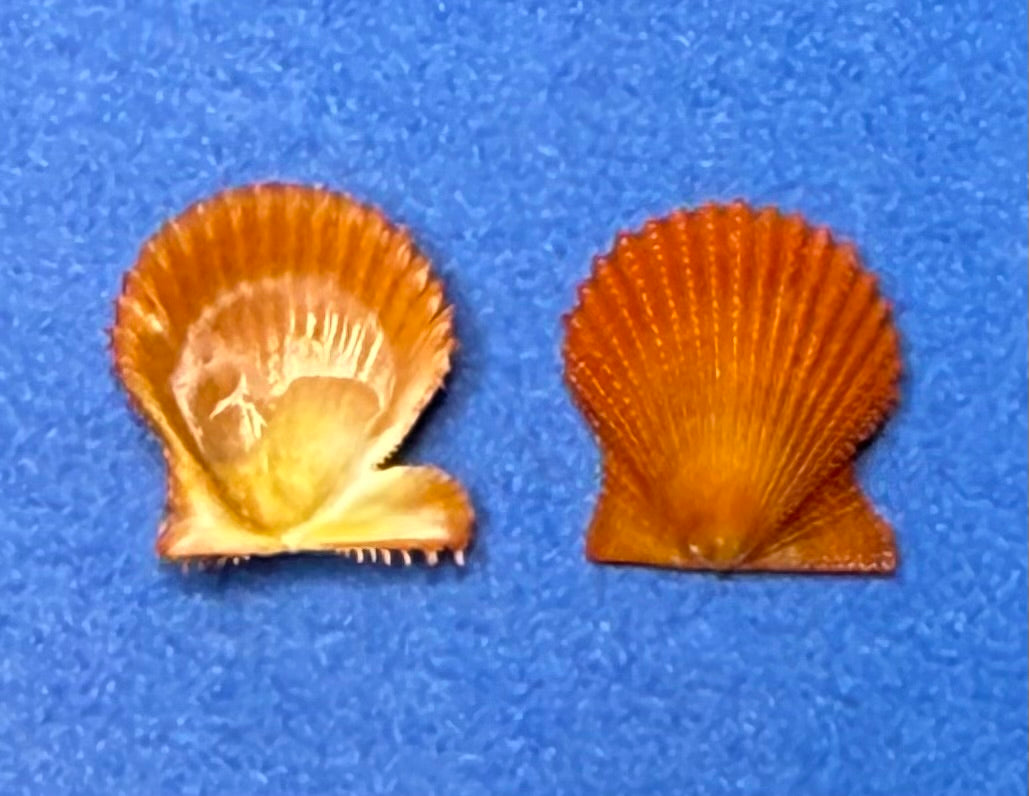 Lindapecten muscosus – Orange Form Matched Pair – Dry Tortugas – 13.4mm