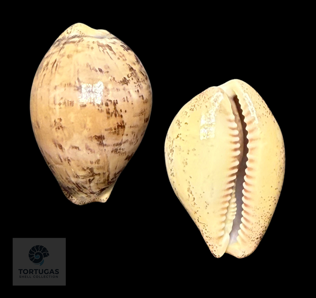 Luria cinerea – Grey Cowrie – 26.2 mm
