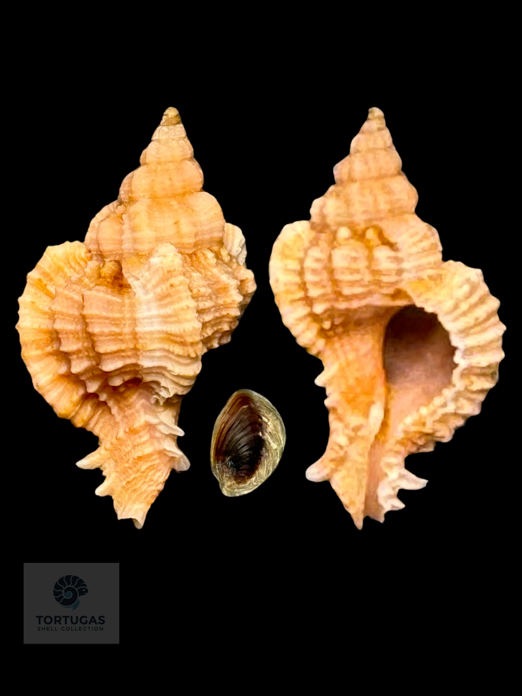 Phyllonotus whymani Petuch & Sargent, 2011 30.1mm w/o TSC