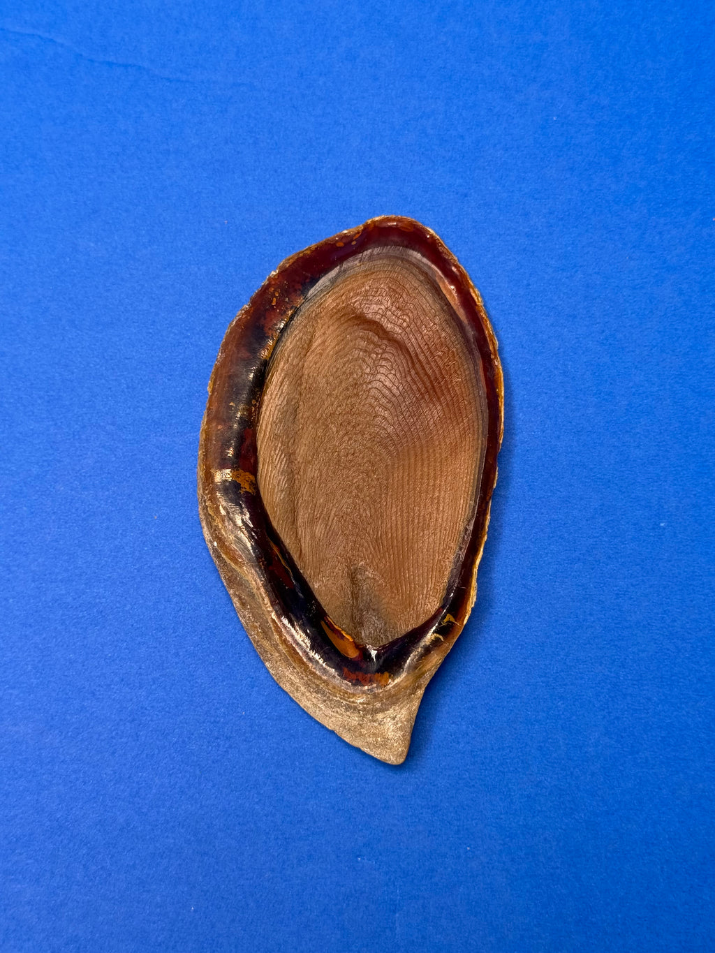 Triplofusus giganteus – Giant Horse Conch – Key West, FL – 419.1 mm – 0646FAS-TSC