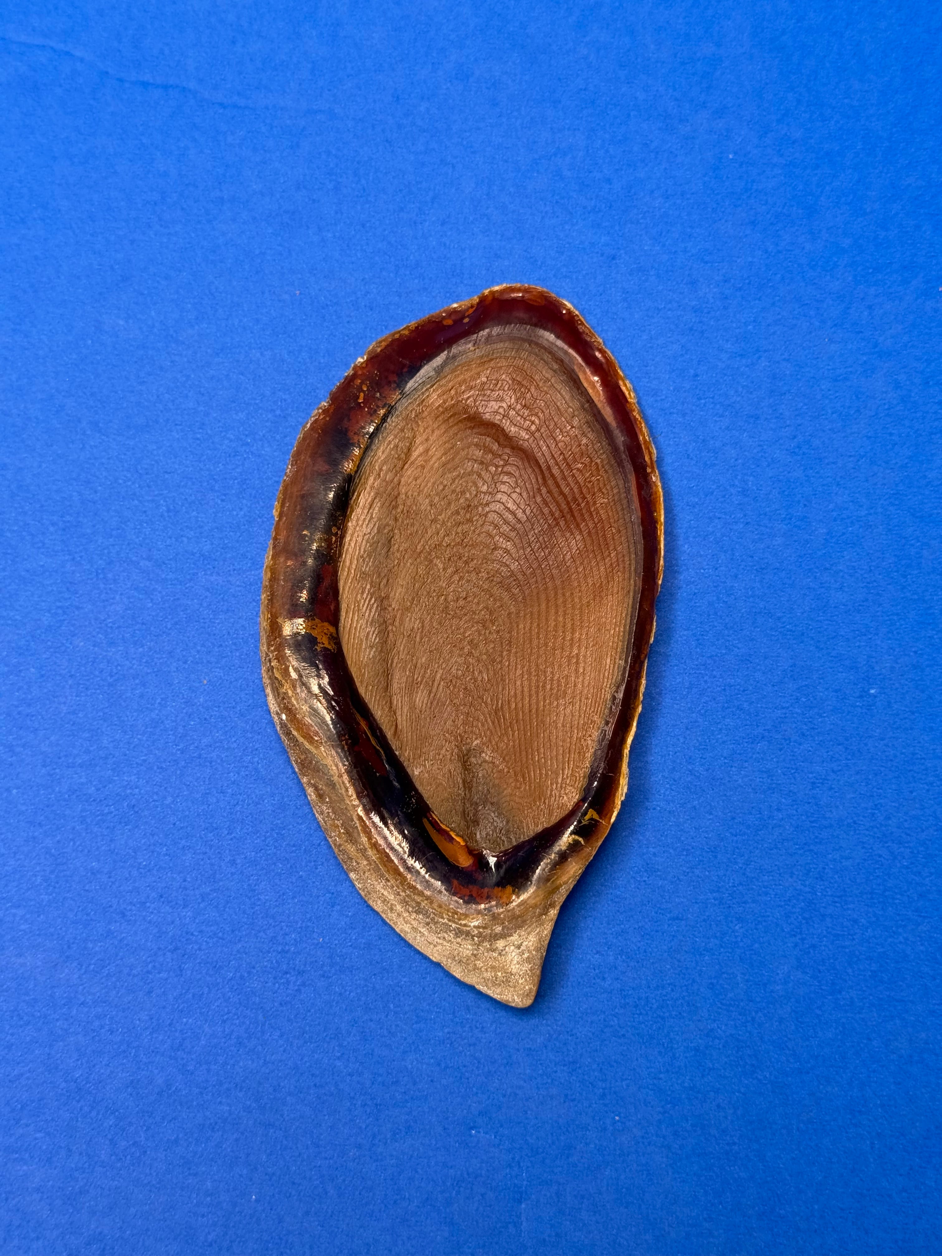 Triplofusus giganteus – Giant Horse Conch – Key West, FL – 419.1 mm – 0646FAS-TSC