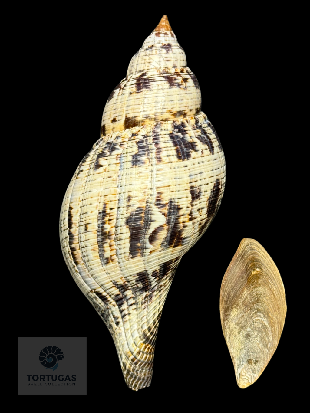 Fasciolaria tulipa f. scheepmakeri Kobelt, 1875– 150 mm – Dry Tortugas, Florida