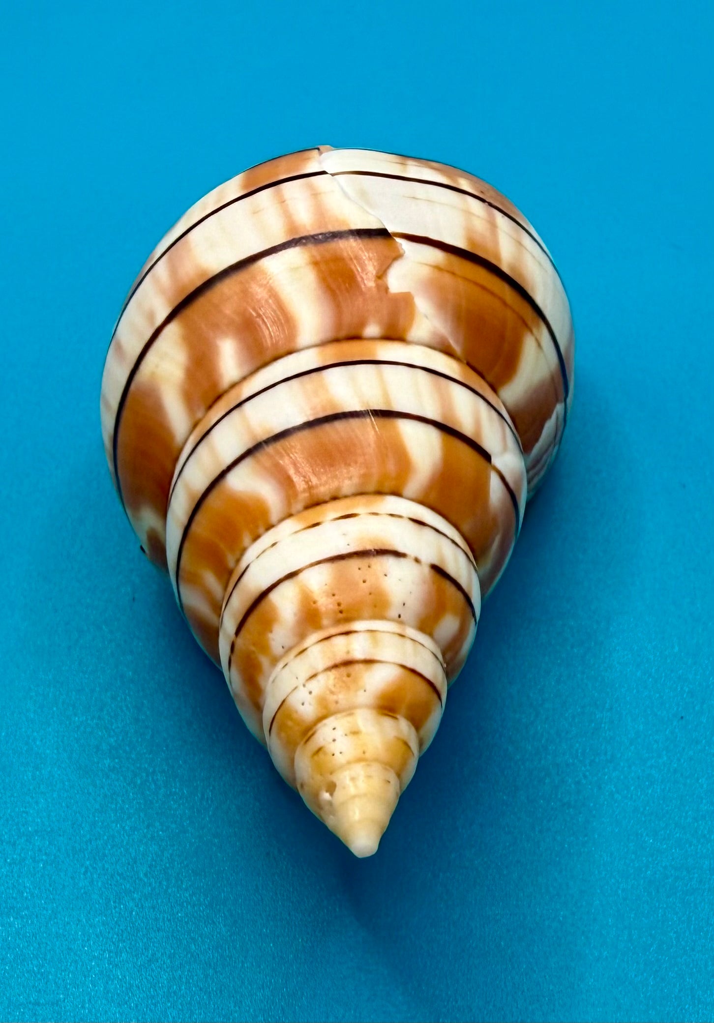 Cinctura tortugana 103.9mm – Pulley Ridge (260 ft) Trap Collected – Dry Tortugas – Tortugas Shell Collection