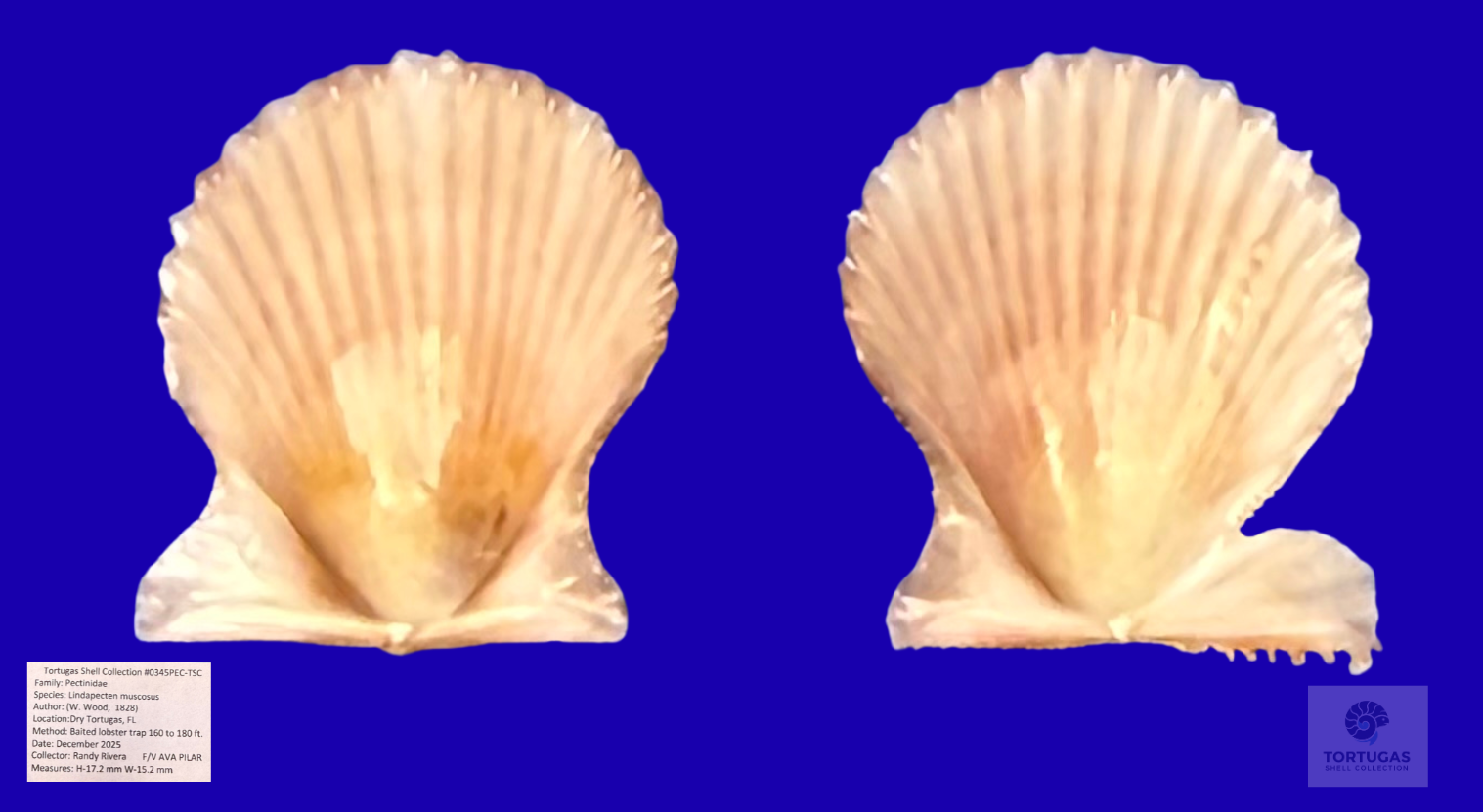 Lindapecten muscosus Matched Pair Dry Tortugas 17.2mm Deepwater