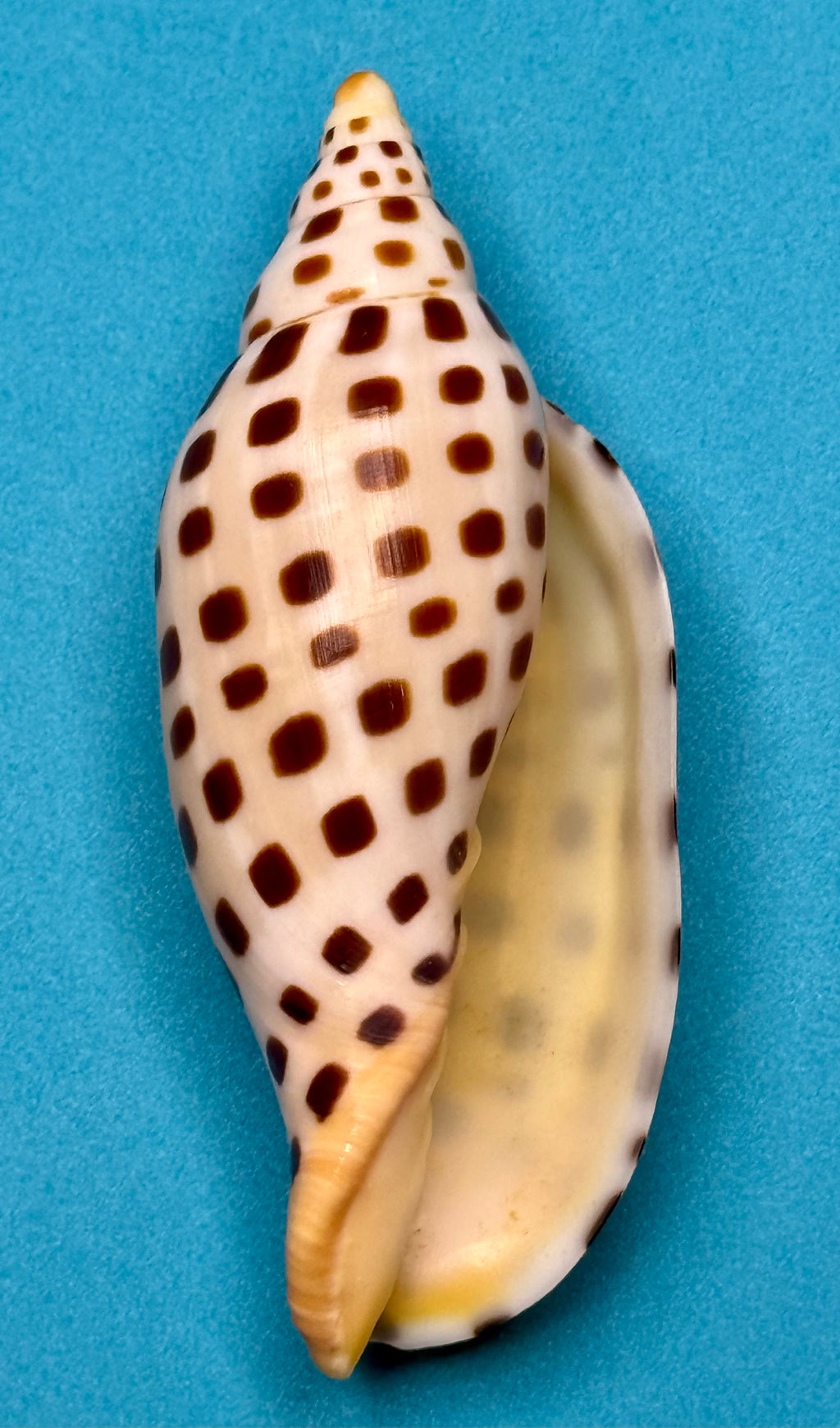 Scaphella mercedesae – Tortuga Terrace, FL – 115.3 mm – #0250VOL-TSC