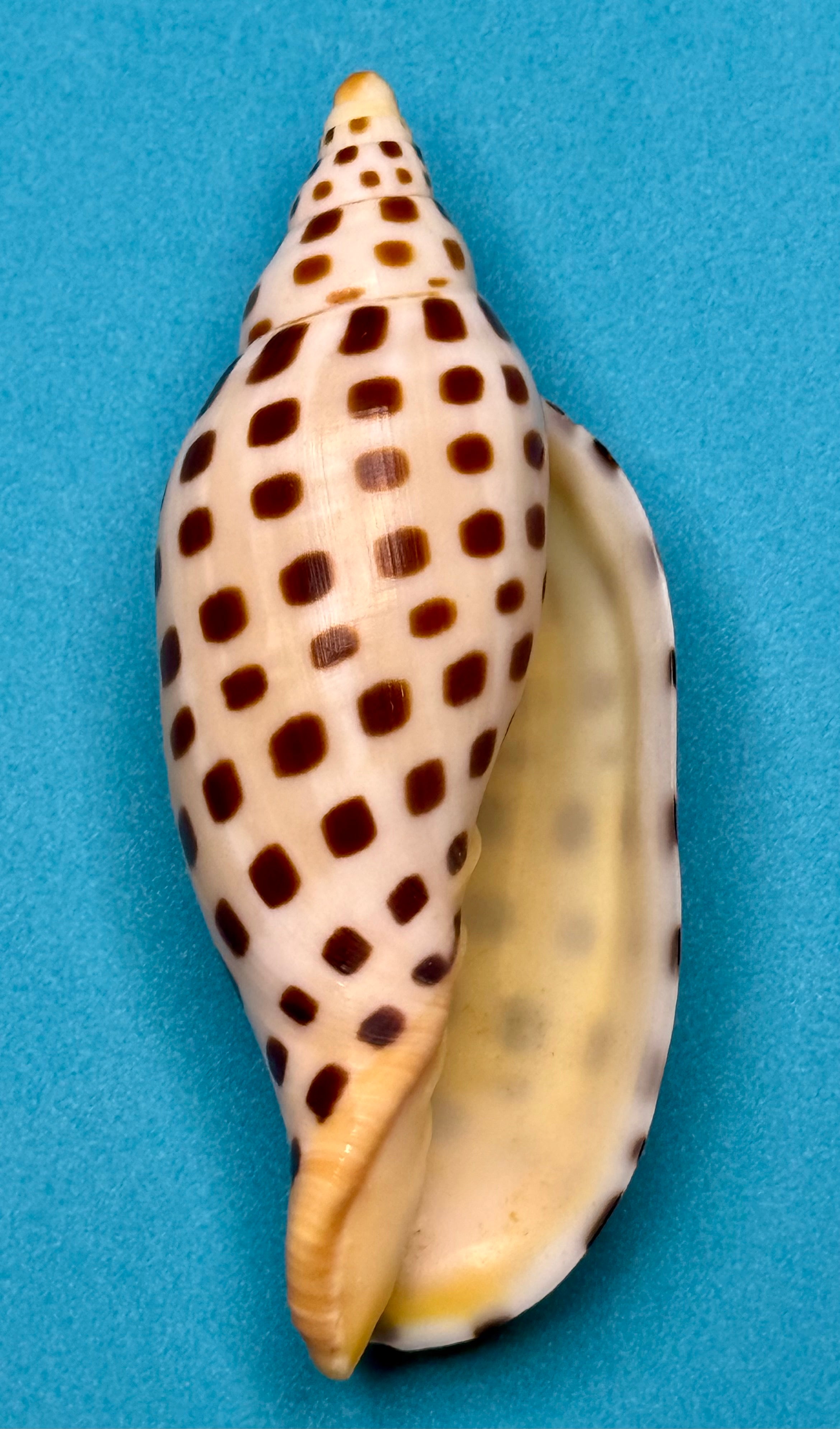 Scaphella mercedesae – Tortuga Terrace, FL – 115.3 mm – #0250VOL-TSC