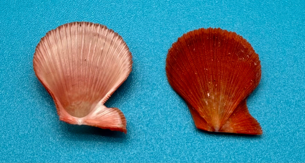 Caribachlamys sentis – Scallop – Dry Tortugas – 19.4mm – Matched Pair