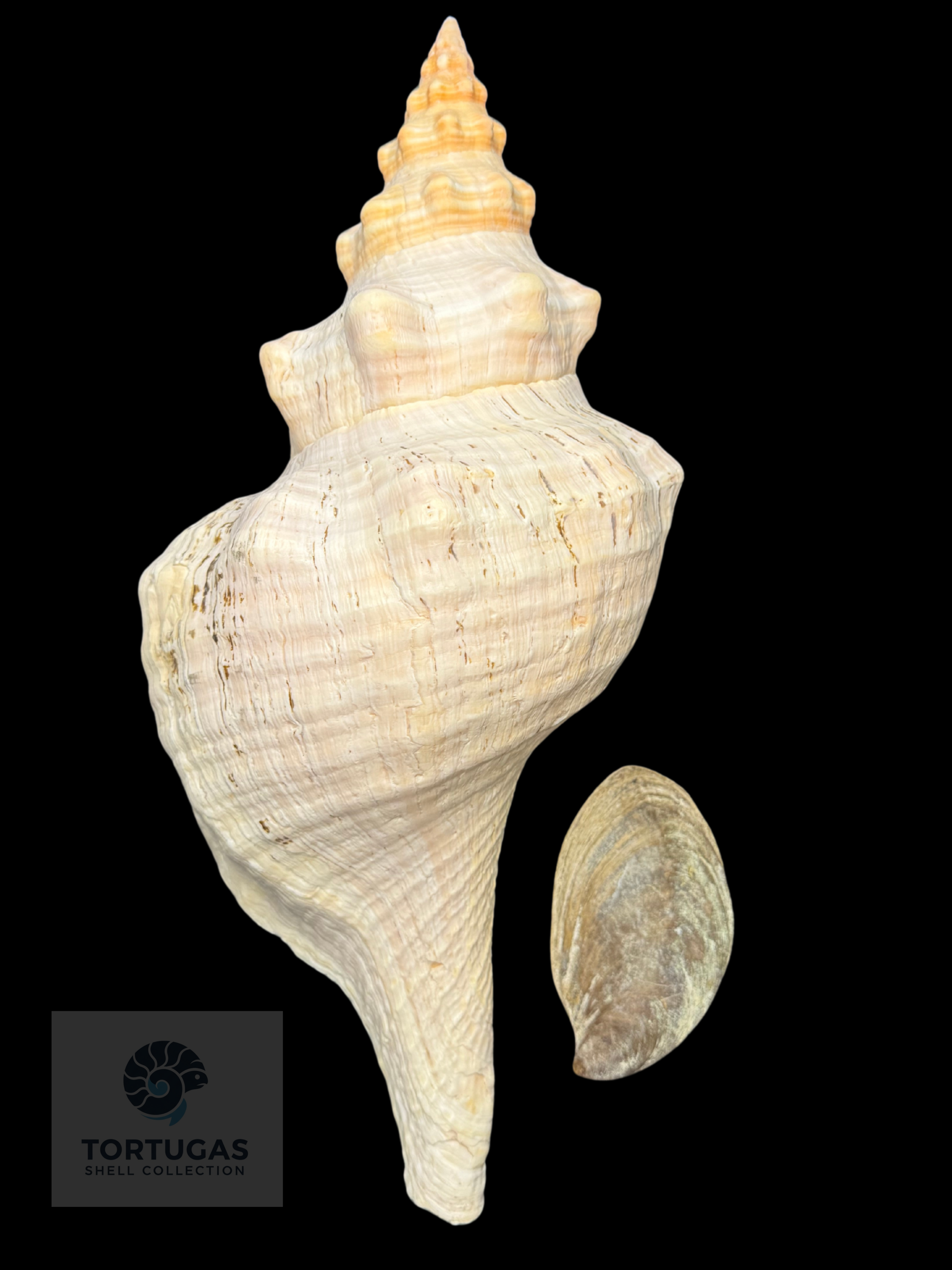 Triplofusus giganteus – Horse Conch – 16.22” (412 mm) – Operculum Included