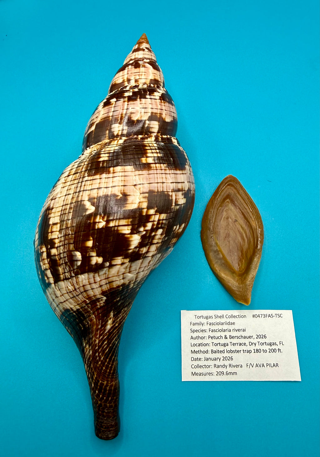 Fasciolaria riverai – Recently described– Dark Form – Dry Tortugas – 209.6mm