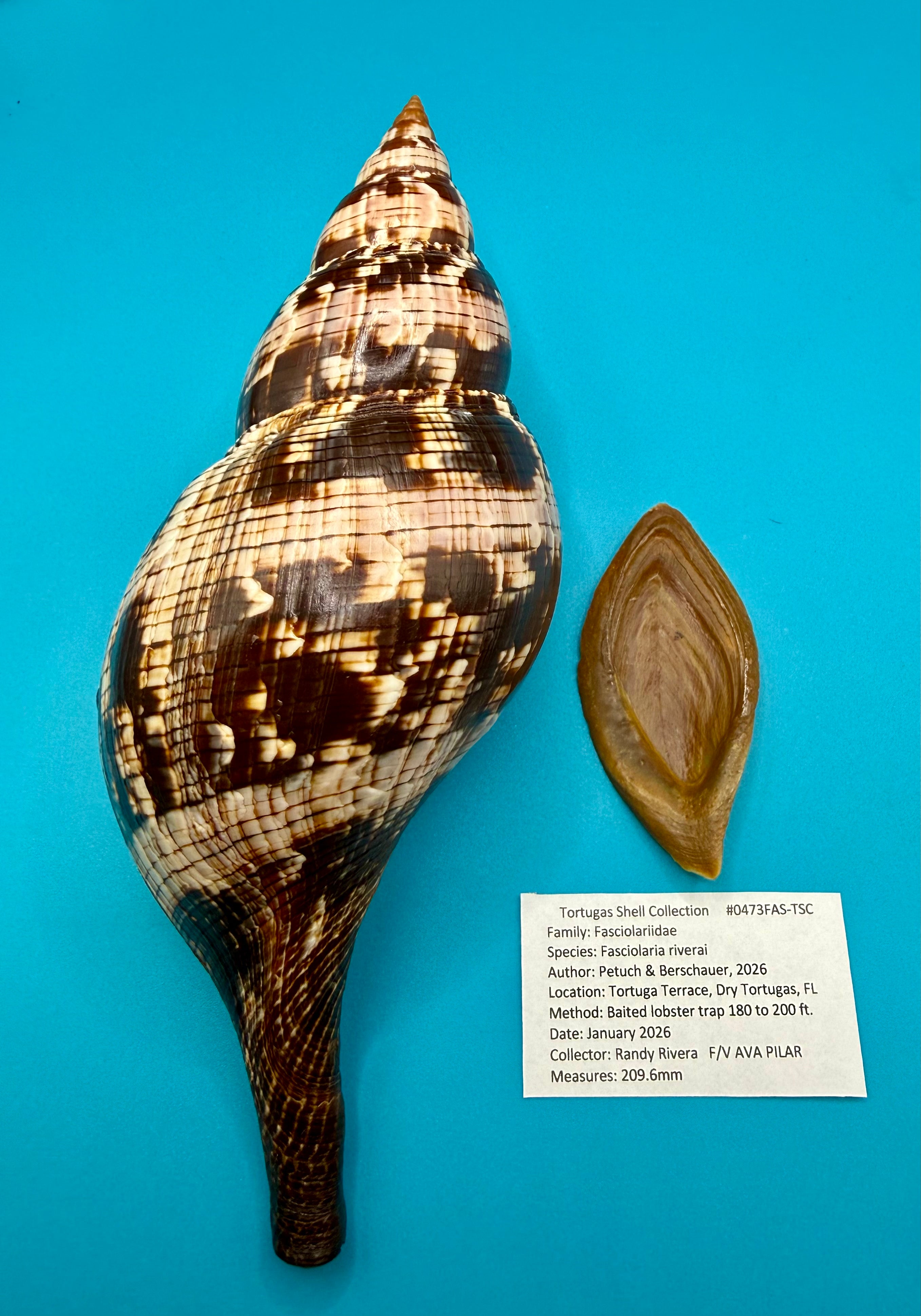 Fasciolaria riverai – Recently described– Dark Form – Dry Tortugas – 209.6mm