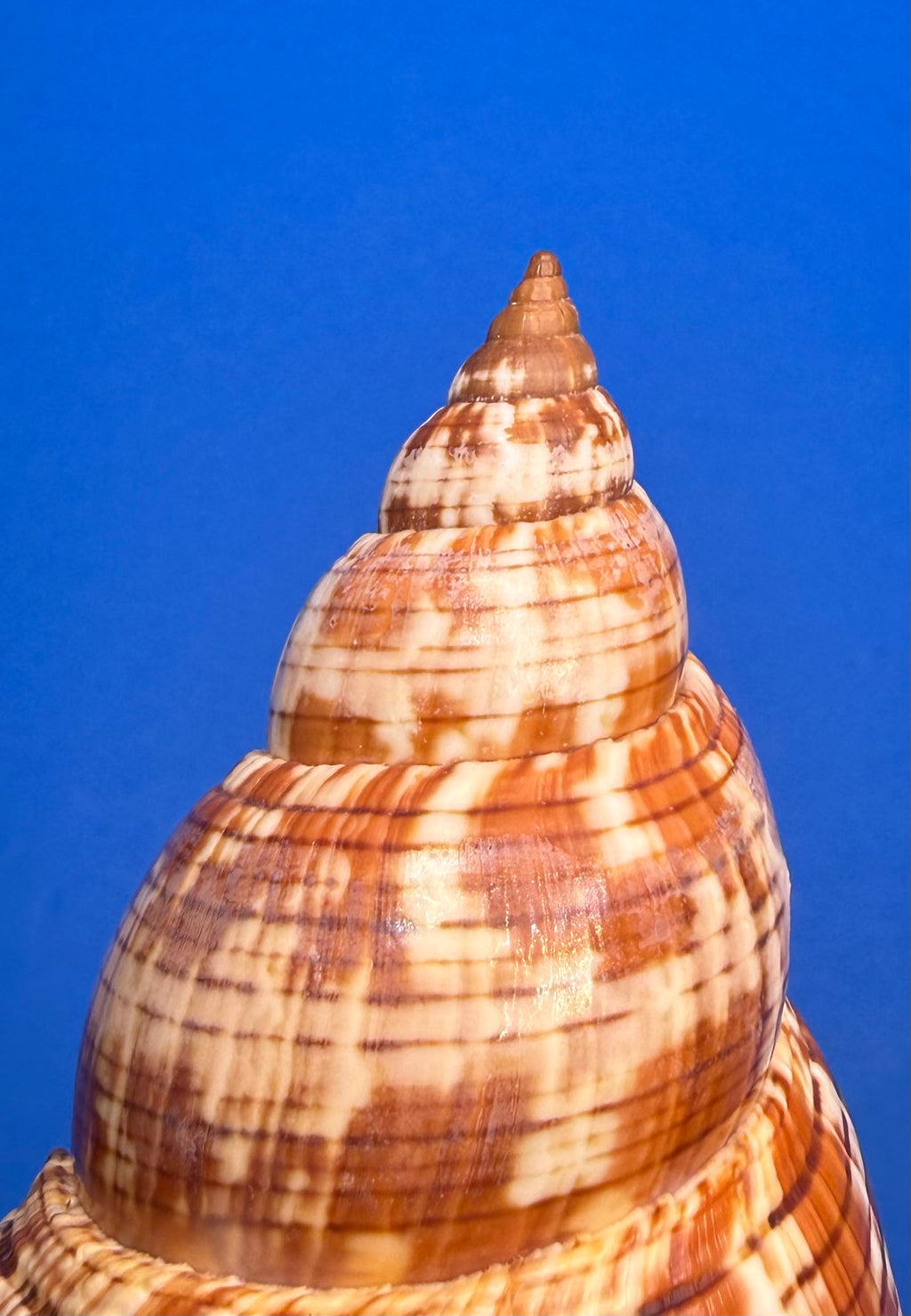 Fasciolaria tulipa – True Tulip – Dry Tortugas FL – 171mm – w/ Operculum