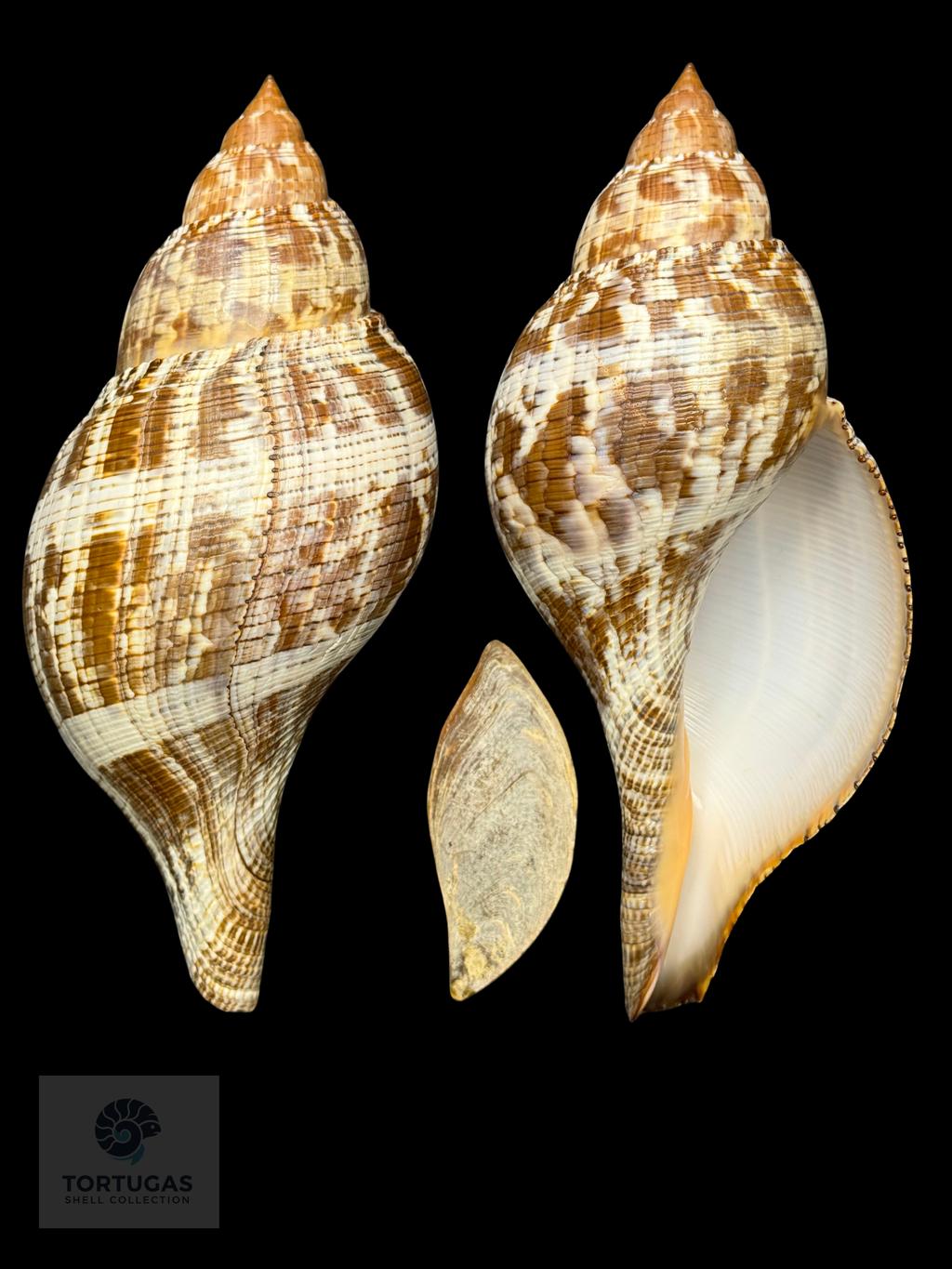 Fasciolaria tulipa f. scheepmakeri Kobelt, 1875 – TSC #0819FAS-TSC