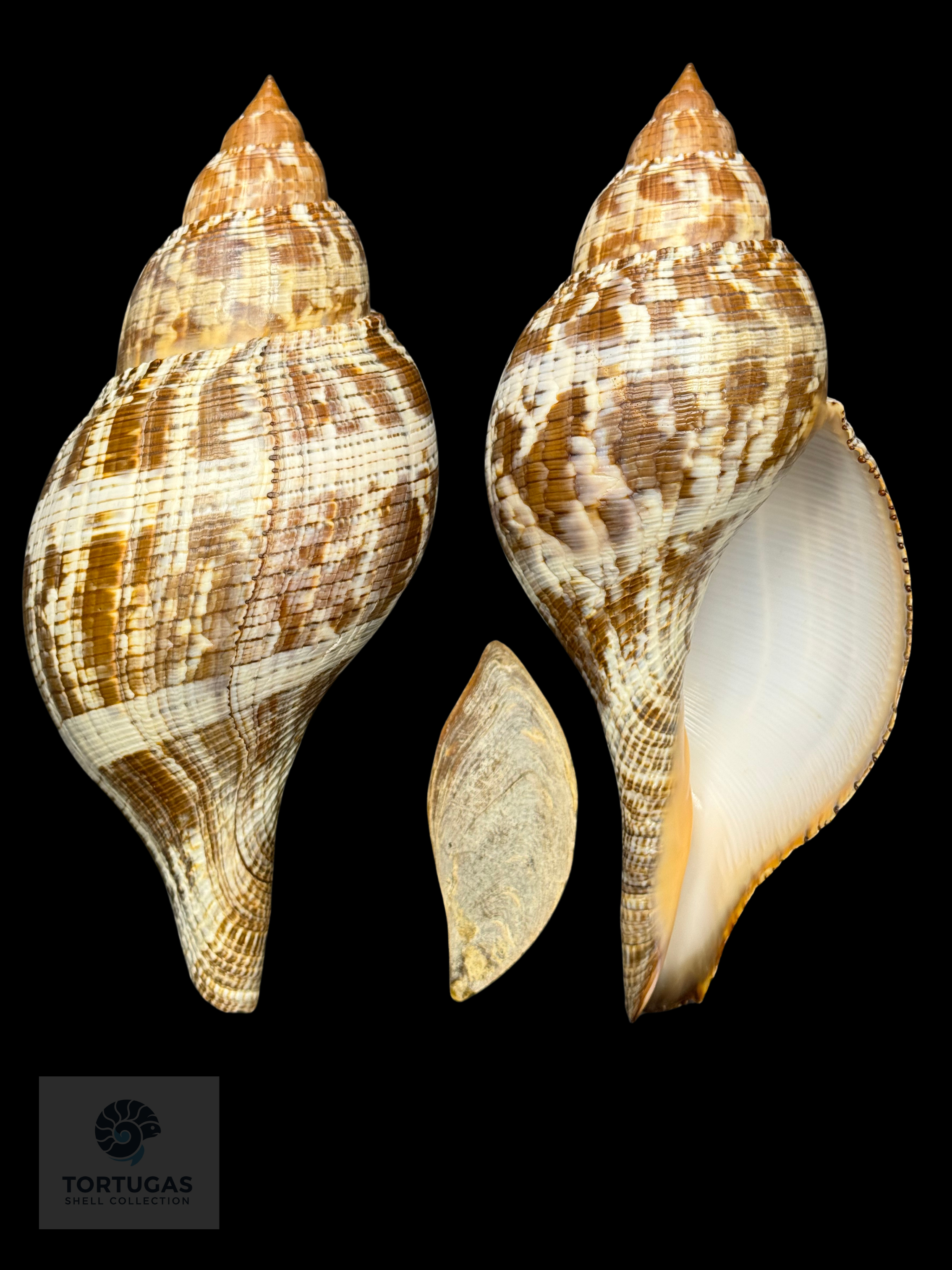 Fasciolaria tulipa f. scheepmakeri Kobelt, 1875 – TSC #0819FAS-TSC