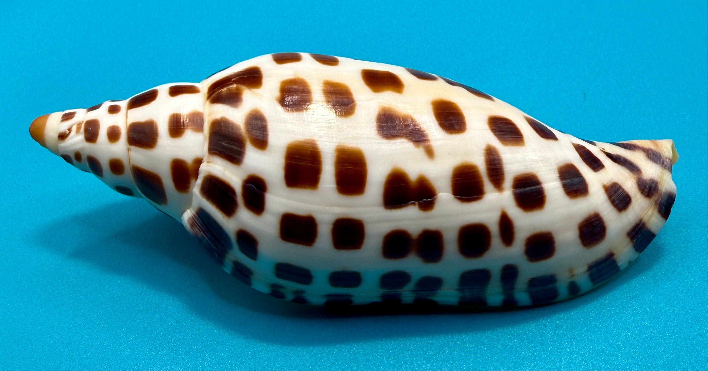 Scaphella mercedesae – Volute – Tortuga Terrace – 118.9mm