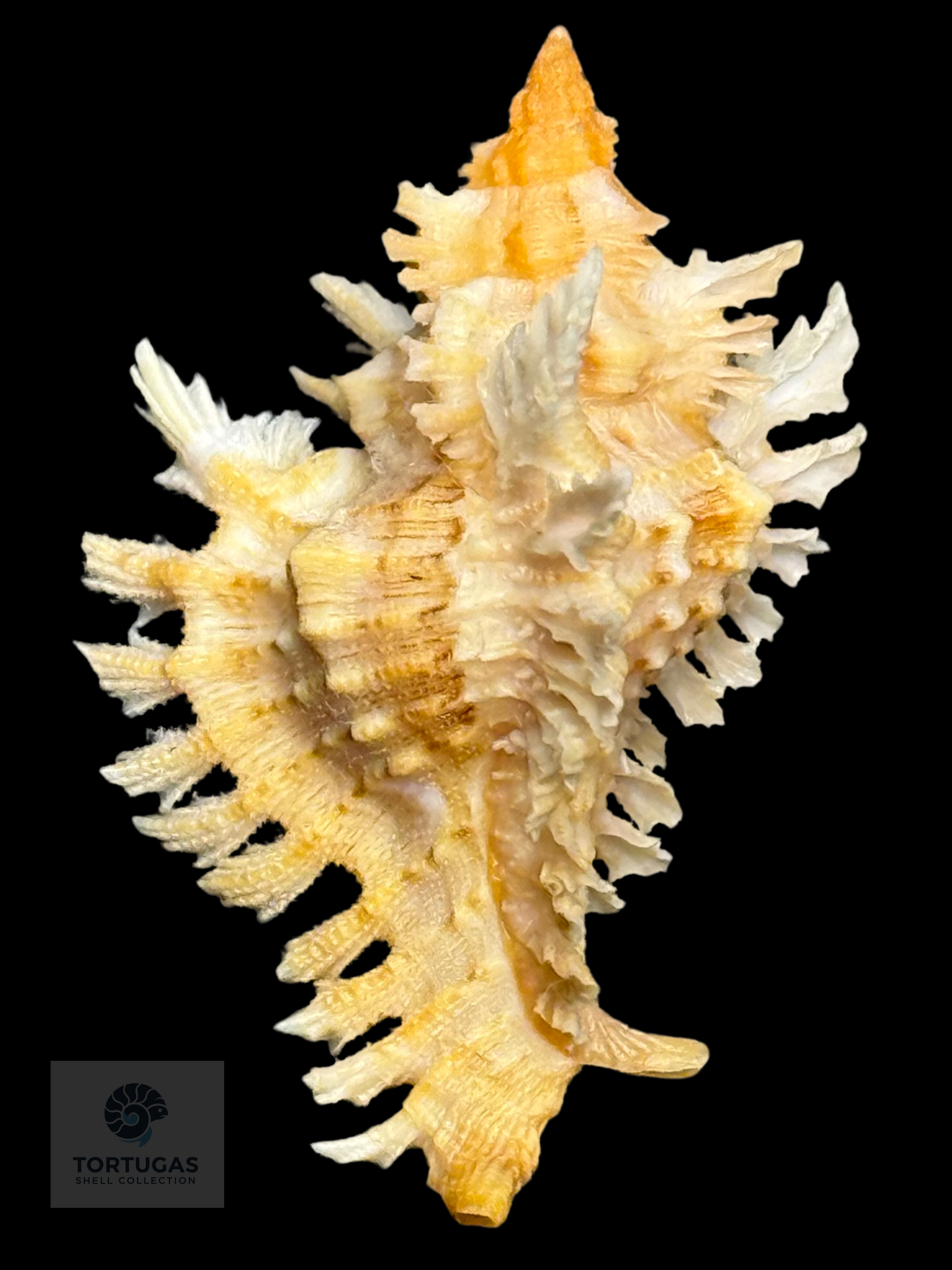 Chicoreus riverai Petuch & Berschauer, 2026 – 44.7mm TSC#0498 w/o