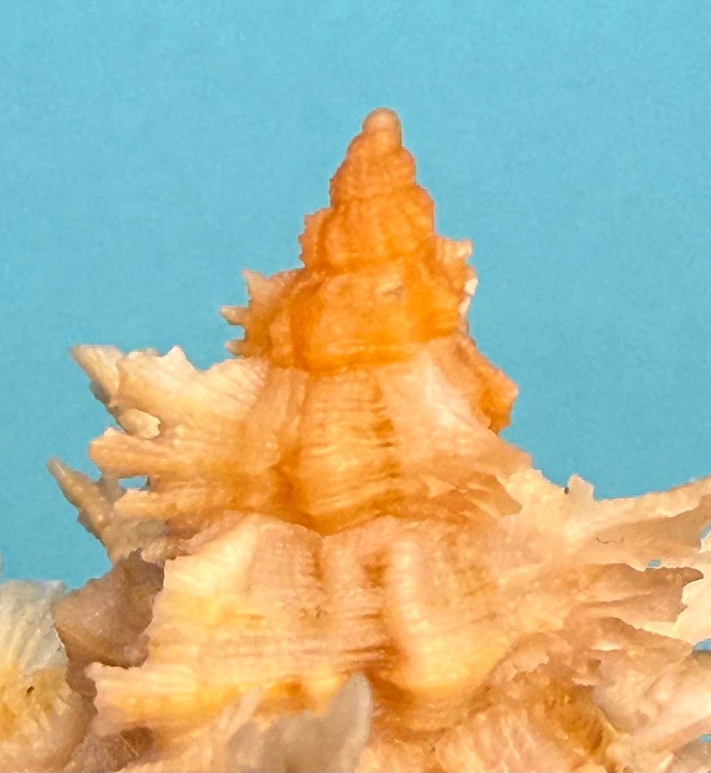 Chicoreus riverai – Dry Tortugas – 44.7mm – F+++ w/o