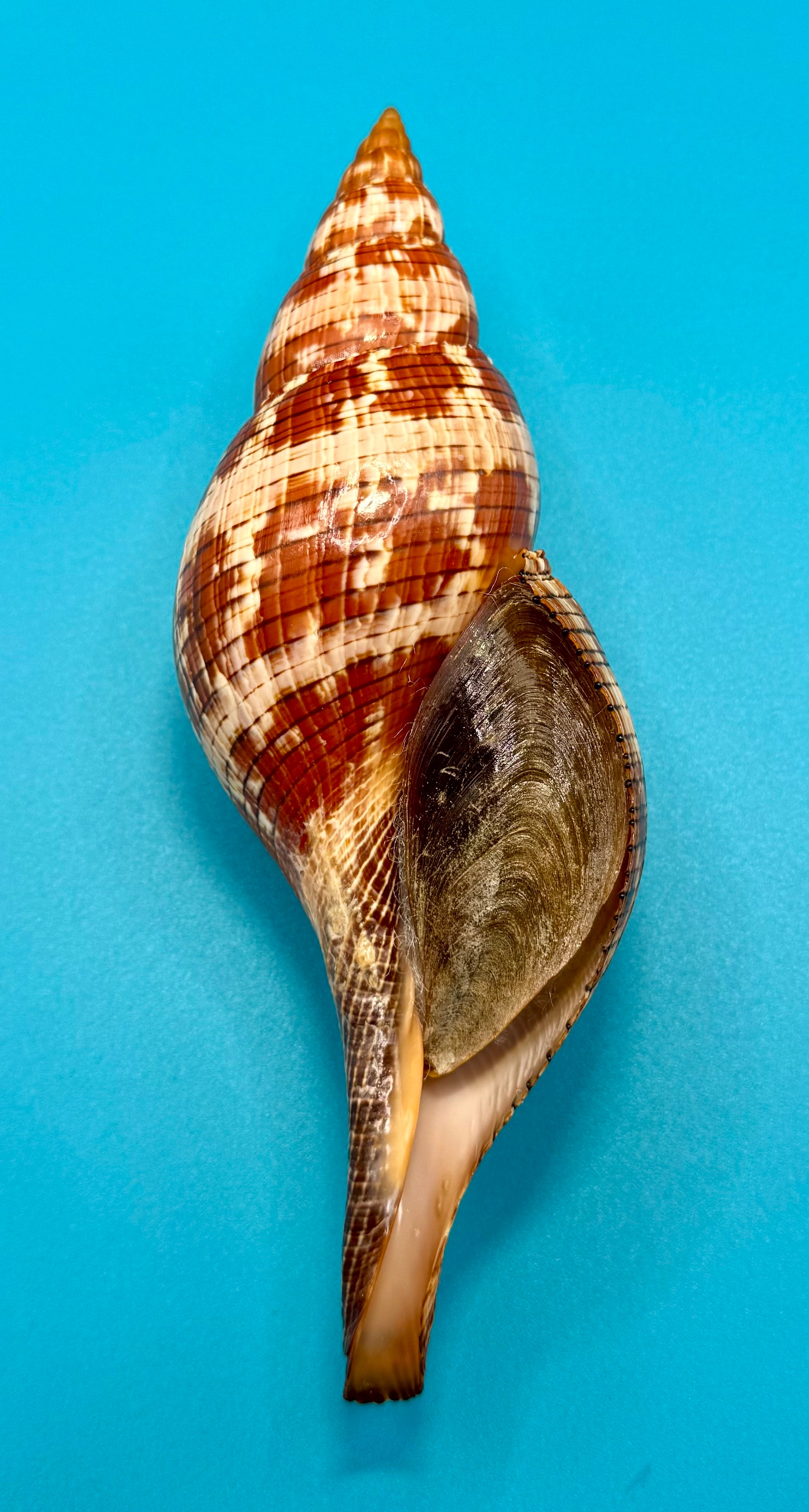 Fasciolaria riverai – Recently Described 2026 – Tortugas Shell Collection Specimen