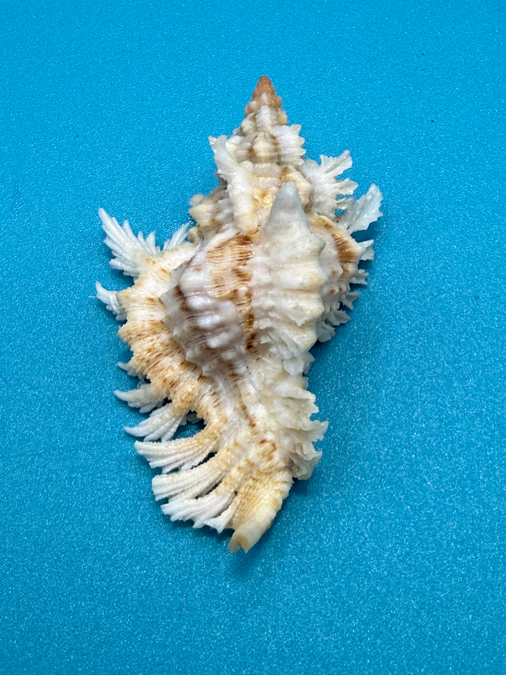 Chicoreus riverai  Petuch & Berschauer ,2026 — 55.2mm Deep-Water Murex • Dry Tortugas • Named After Collector • TSC Provenance