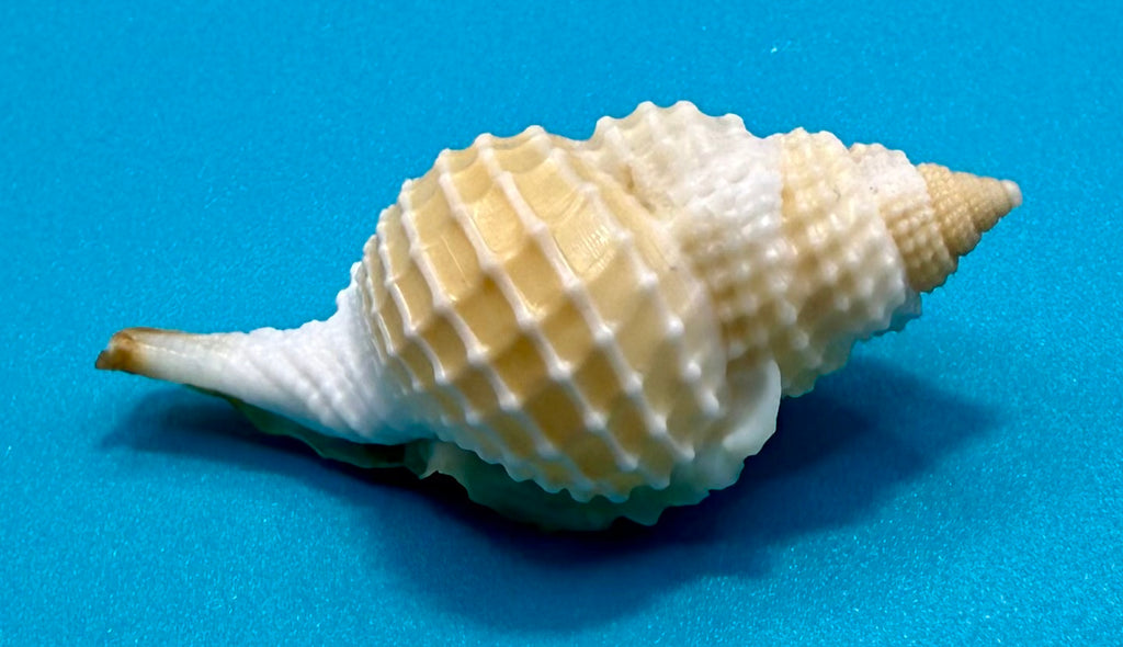 Distorsio clathrata (Lamarck, 1816) – 56.6mm | Tortugas Shell Collection