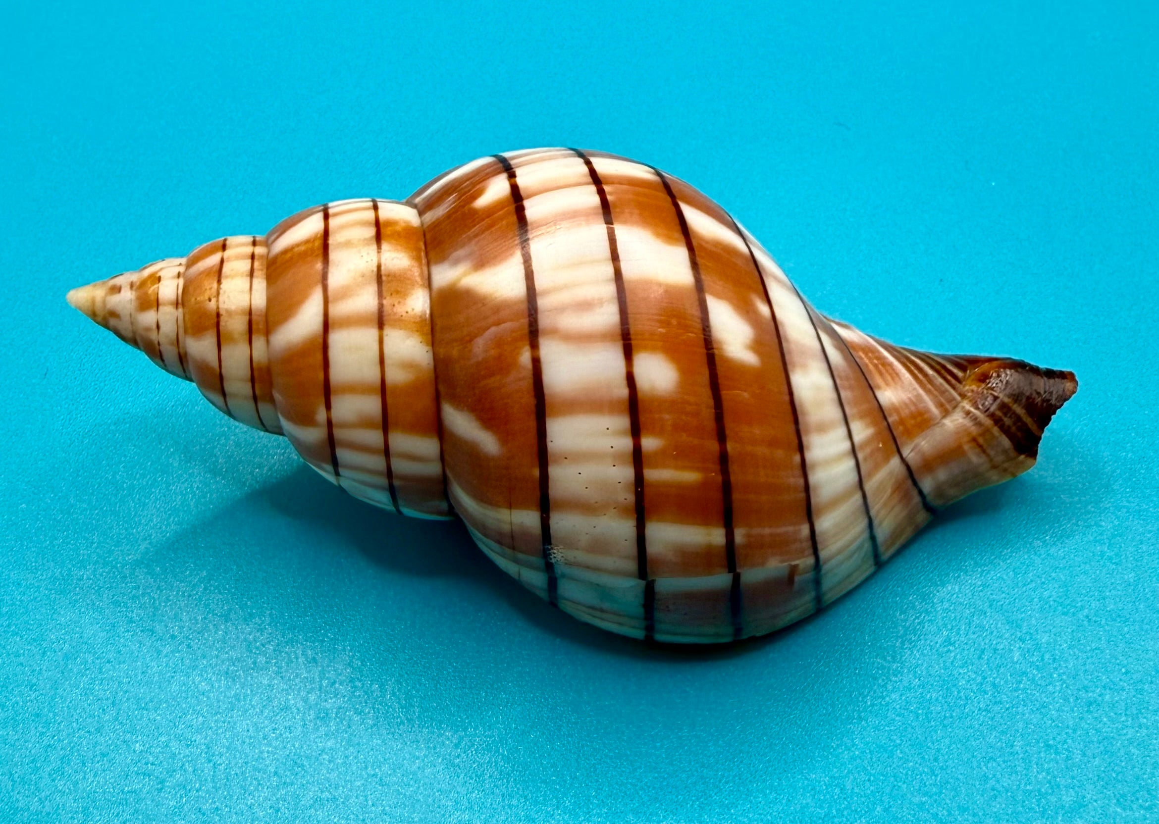 Cinctura tortugana 81.8mm – Dry Tortugas Trap Collected – Tortugas Shell Collection